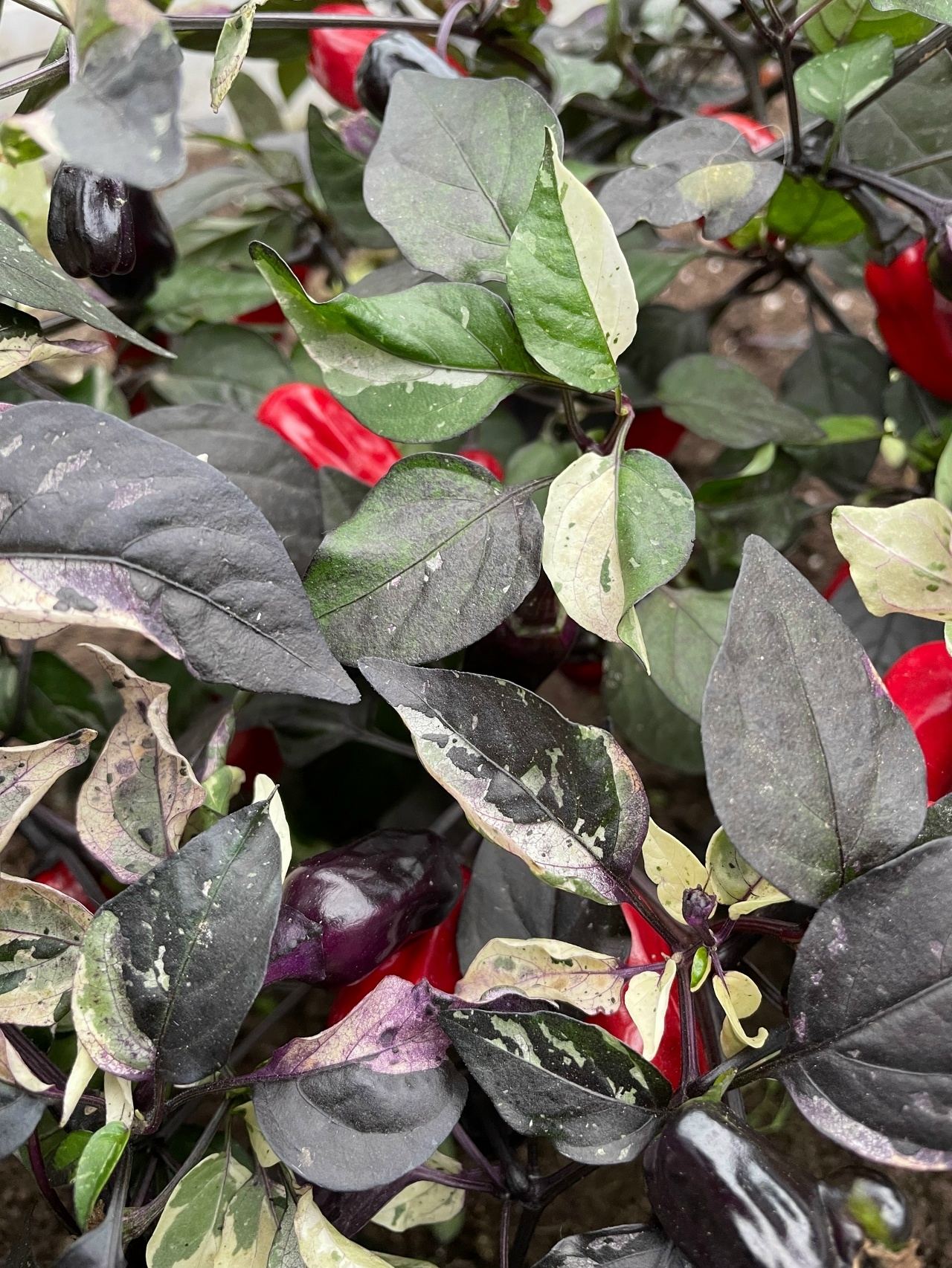 Плоды острого перца Scarlett's Purple Flash - фото 4