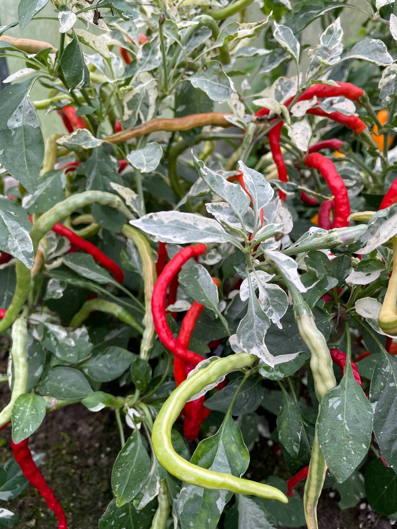 Семена острого перца Shuhorn Longhorn