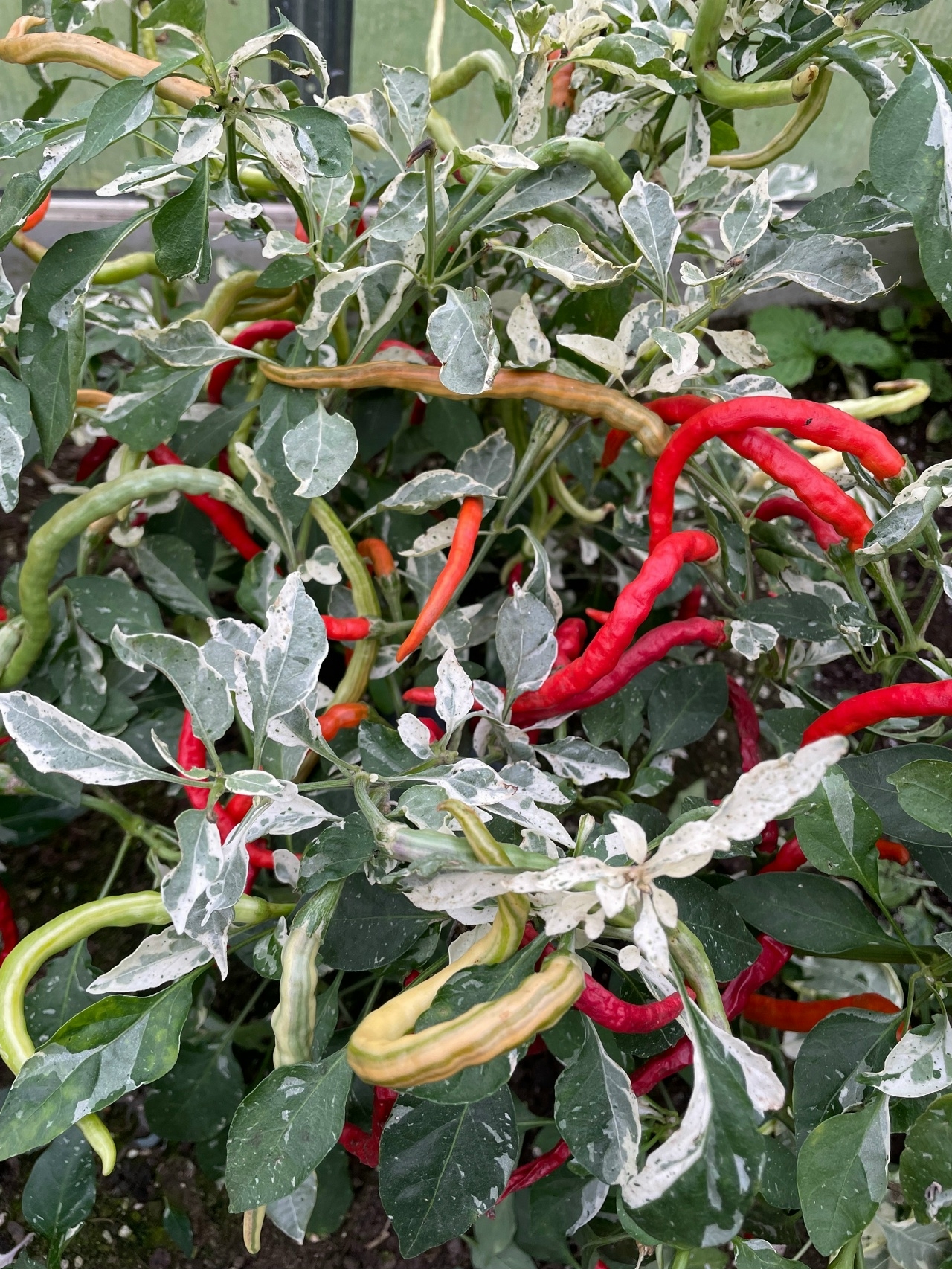 Выращивание острого перца Shuhorn Longhorn - фото 2