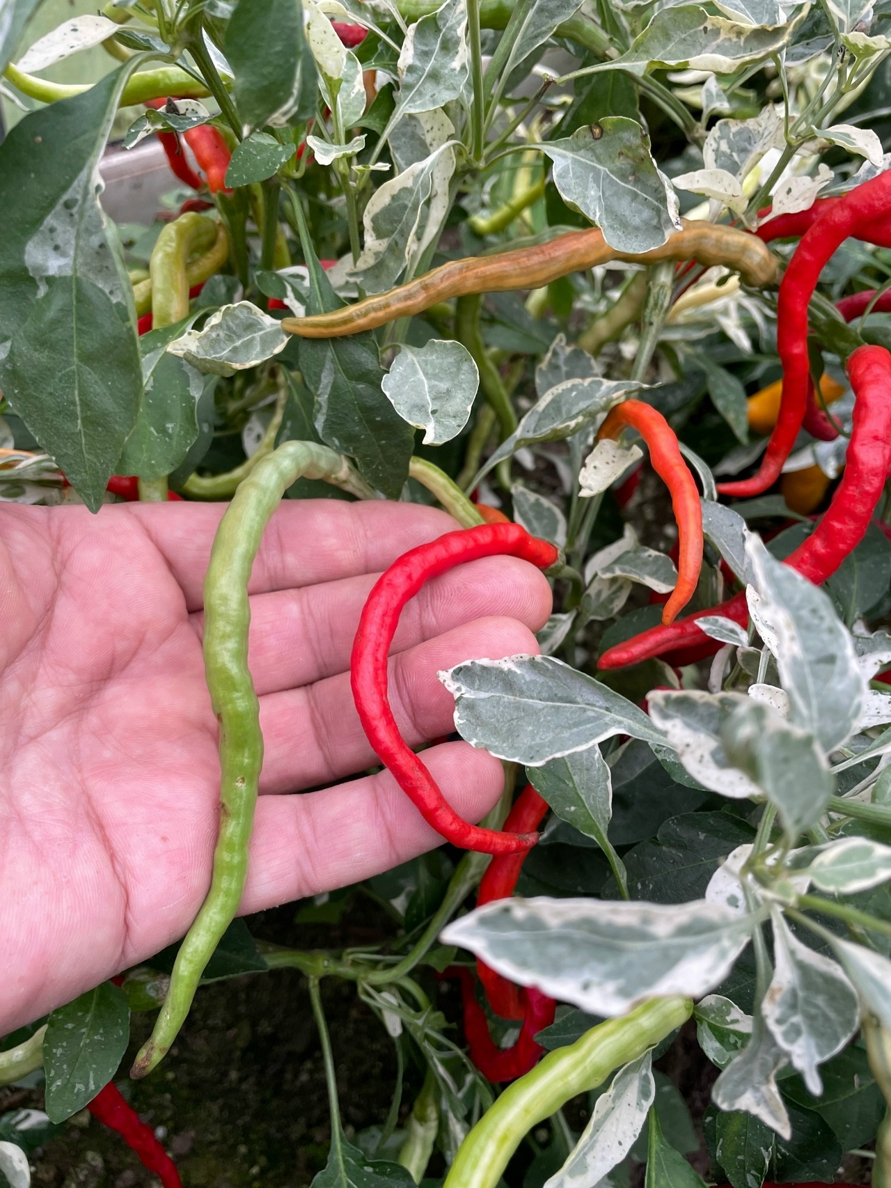 Сорт острого перца Shuhorn Longhorn - фото 3