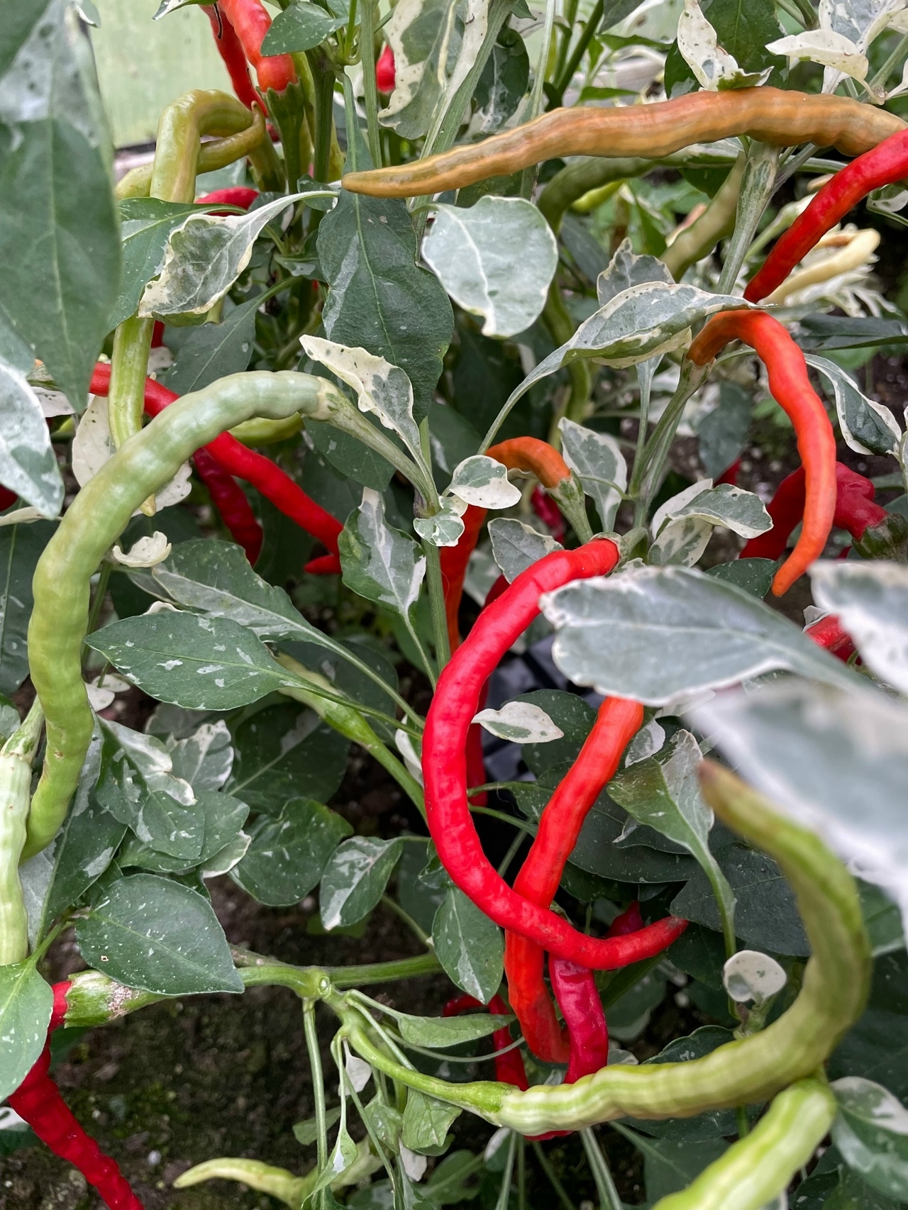 Плоды острого перца Shuhorn Longhorn - фото 4