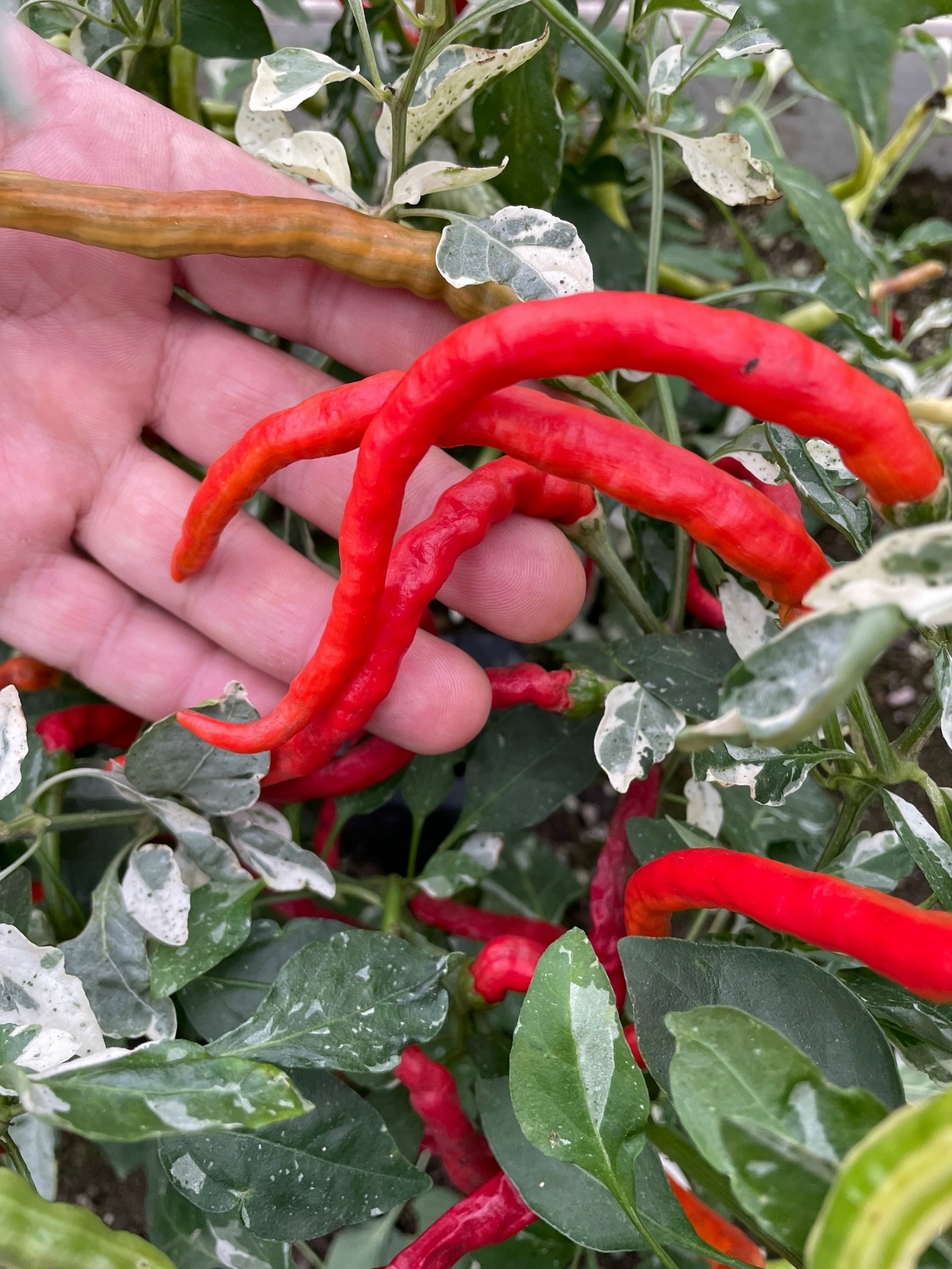 Что вырастает из семян острого перца Shuhorn Longhorn - фото 5