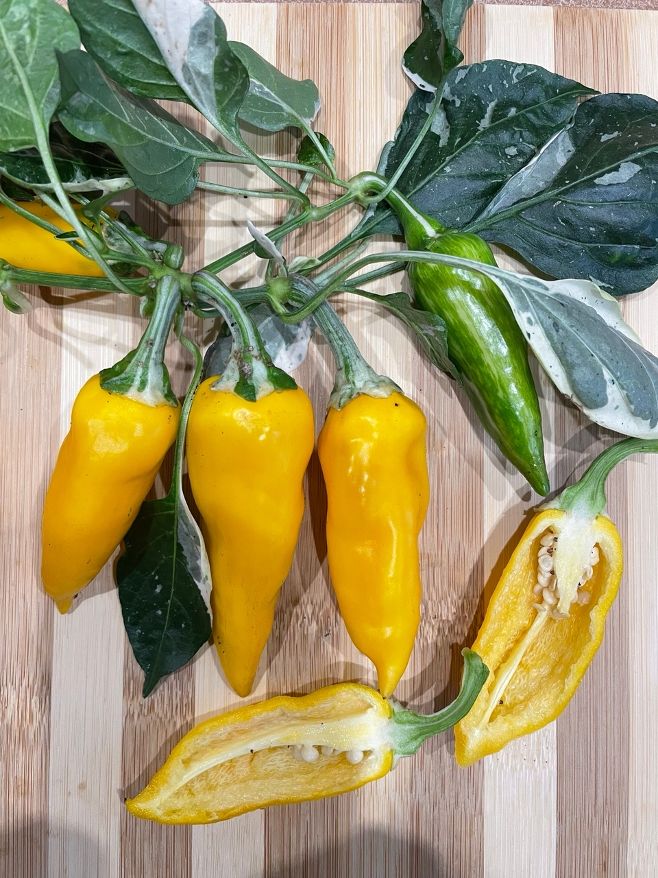 Семена острого перца Fish Yellow