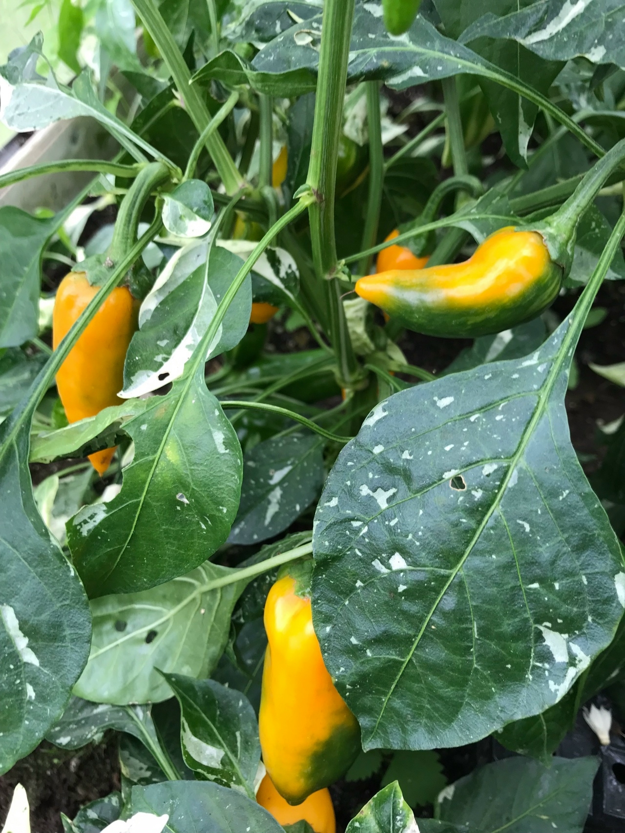 Выращивание острого перца Fish Yellow - фото 2