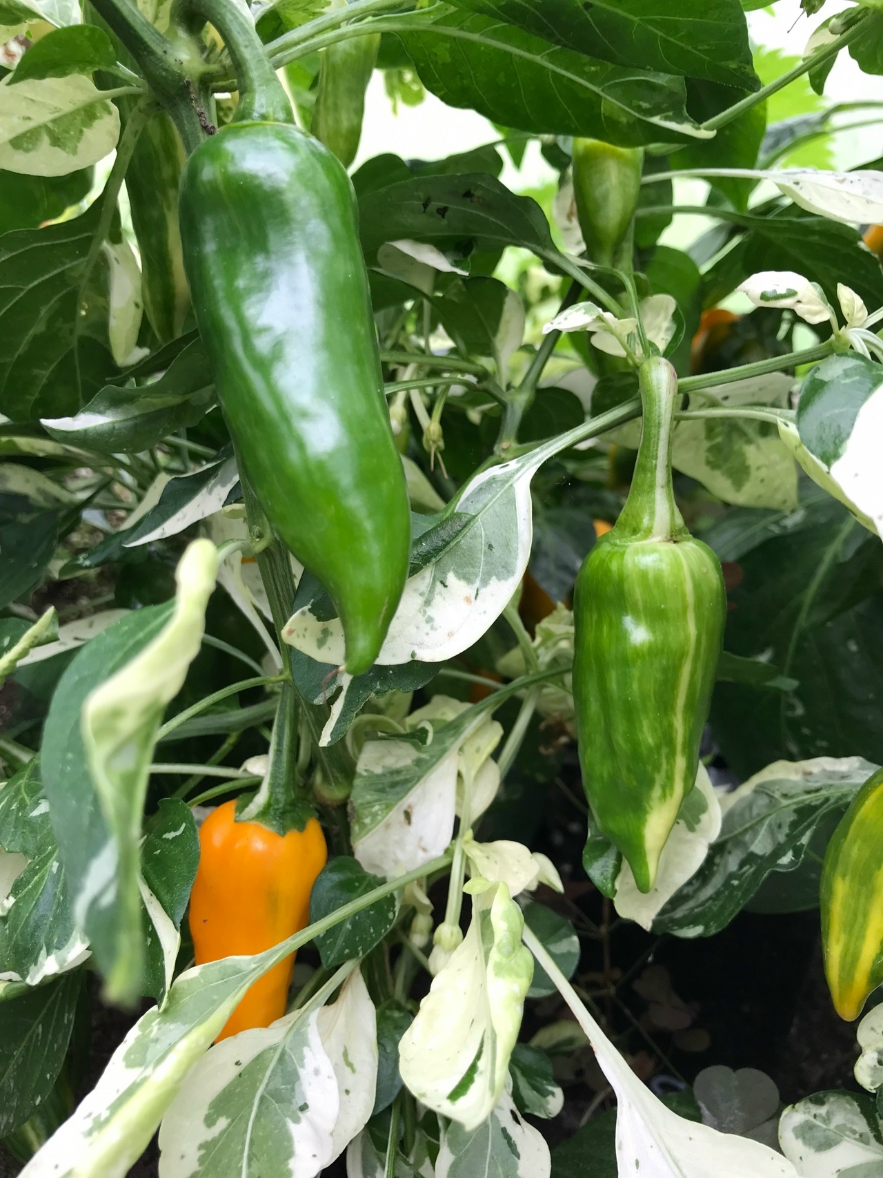 Сорт острого перца Fish Yellow - фото 3