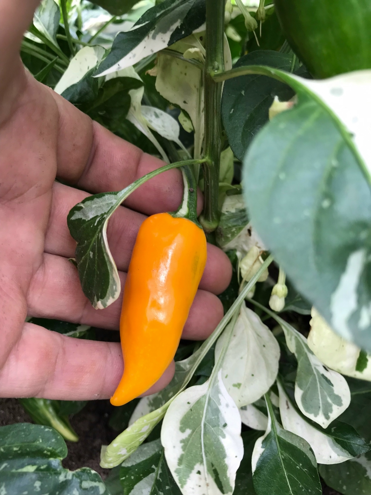 Плоды острого перца Fish Yellow - фото 4