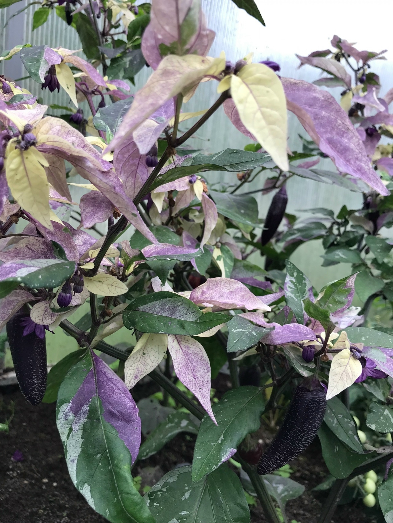 Семена острого перца Dream Catcher X Farmers Market Jalapeno