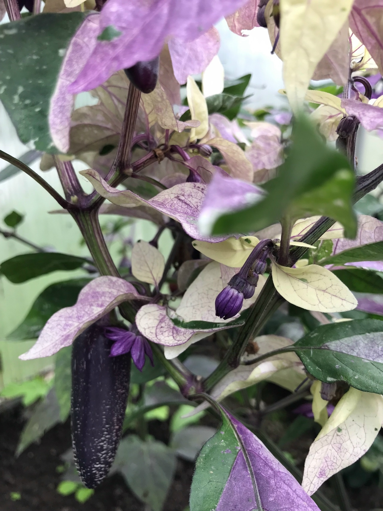 Выращивание острого перца Dream Catcher X Farmers Market Jalapeno - фото 2