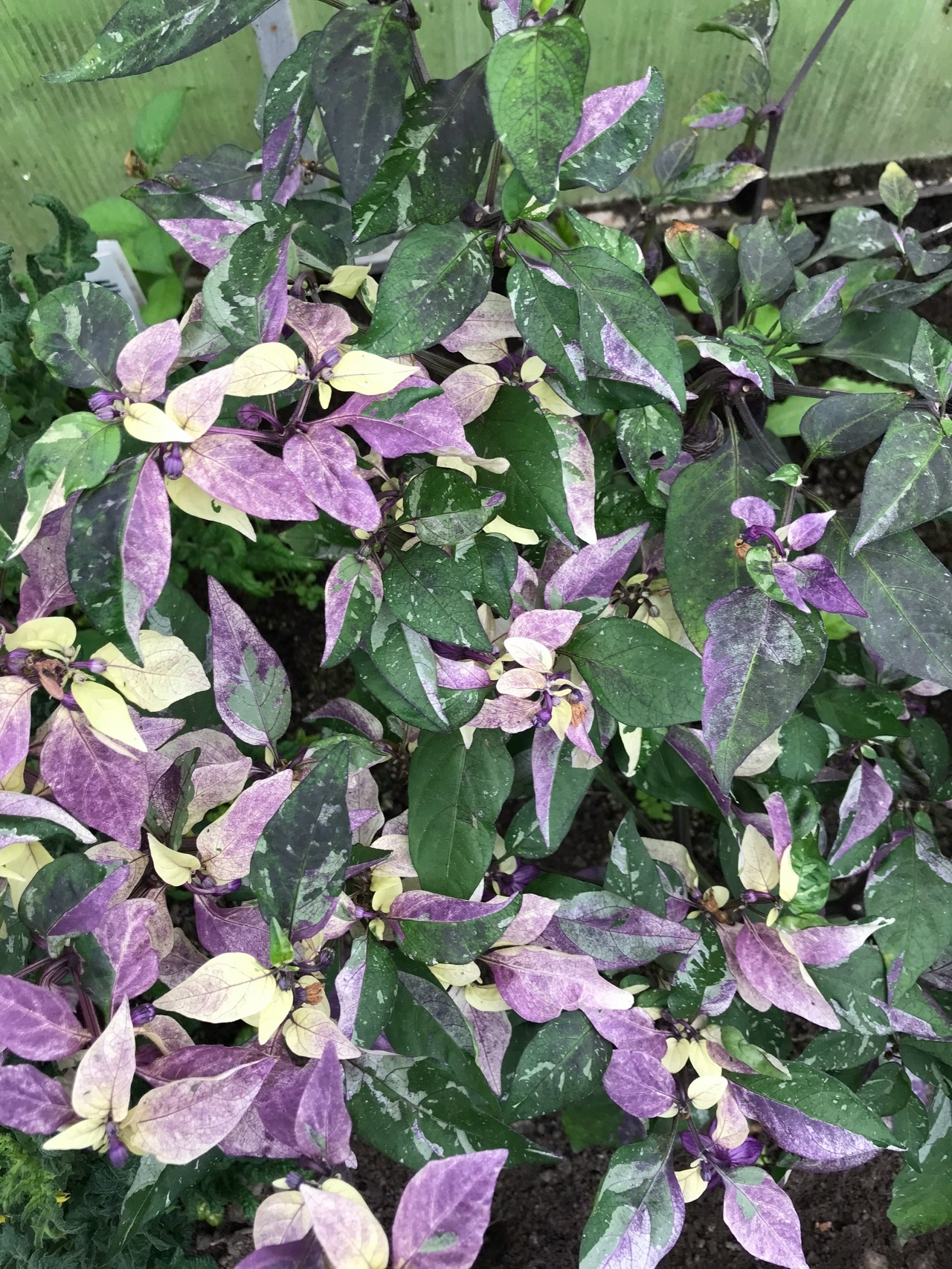 Сорт острого перца Dream Catcher X Farmers Market Jalapeno - фото 3