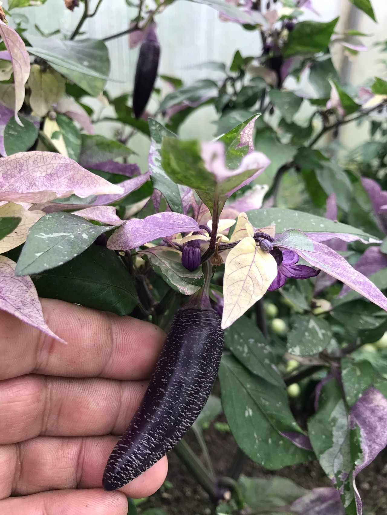 Плоды острого перца Dream Catcher X Farmers Market Jalapeno - фото 4