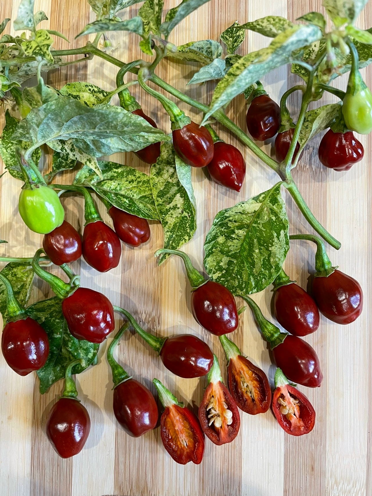 Семена острого перца Devils Claw X Ninfadora (Caramel Mini)