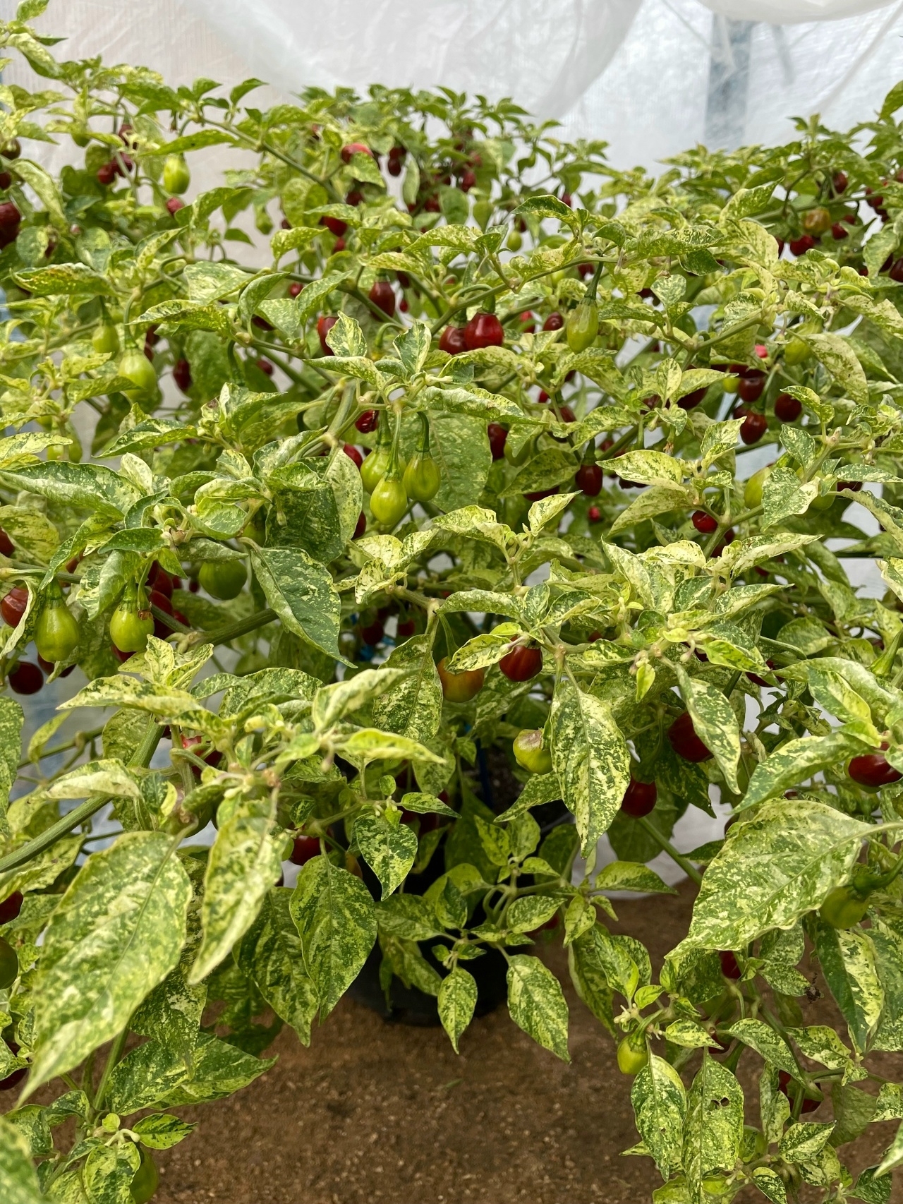 Выращивание острого перца Devils Claw X Ninfadora (Caramel Mini) - фото 2