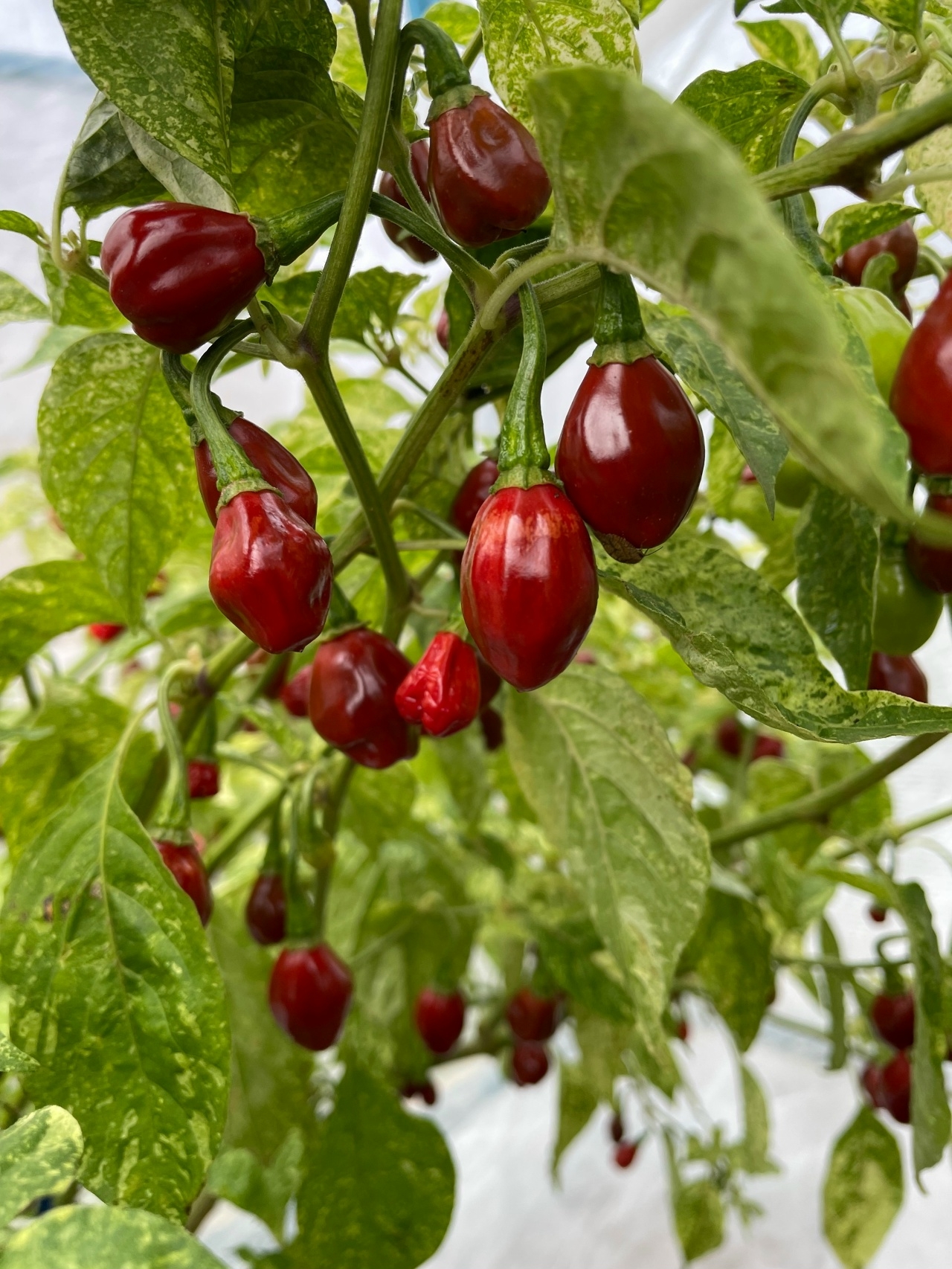 Сорт острого перца Devils Claw X Ninfadora (Caramel Mini) - фото 3