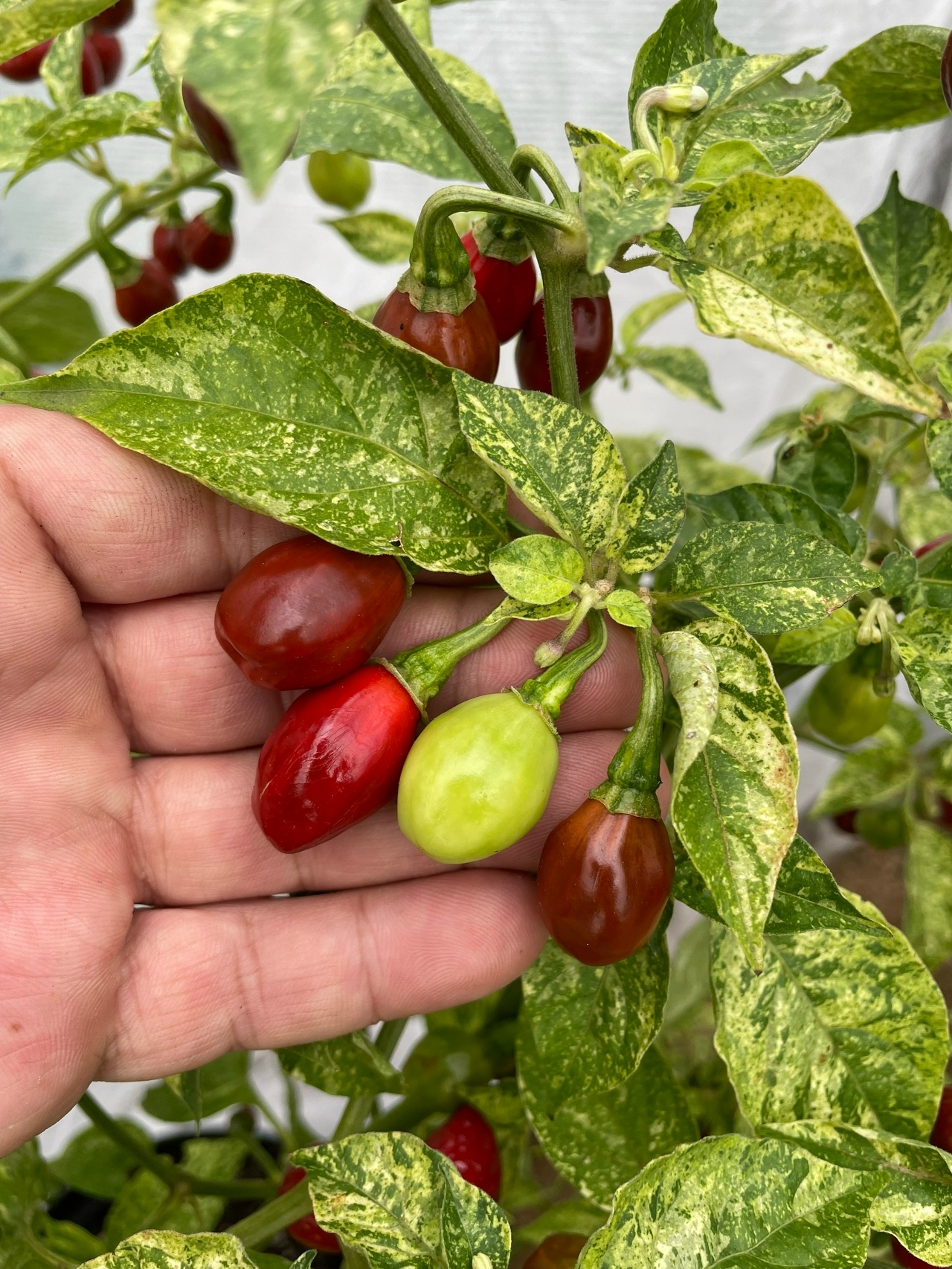 Плоды острого перца Devils Claw X Ninfadora (Caramel Mini) - фото 4