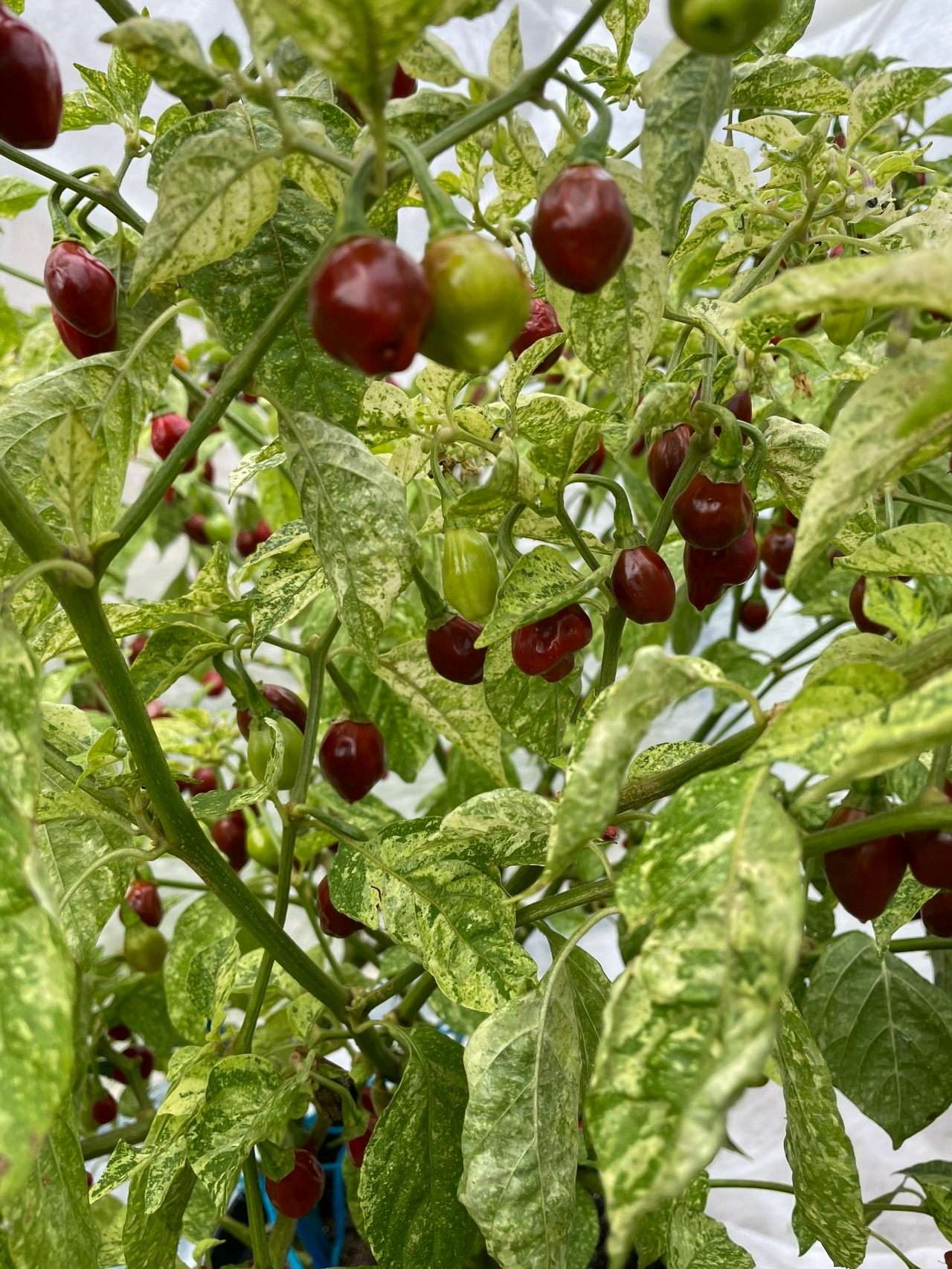 Что вырастает из семян острого перца Devils Claw X Ninfadora (Caramel Mini) - фото 5