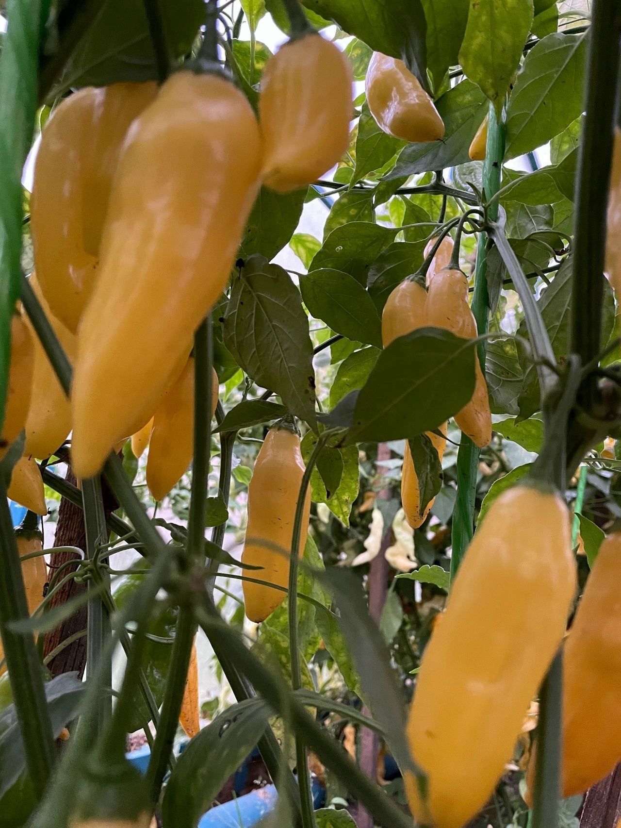 Выращивание острого перца Blended Lemon - фото 2