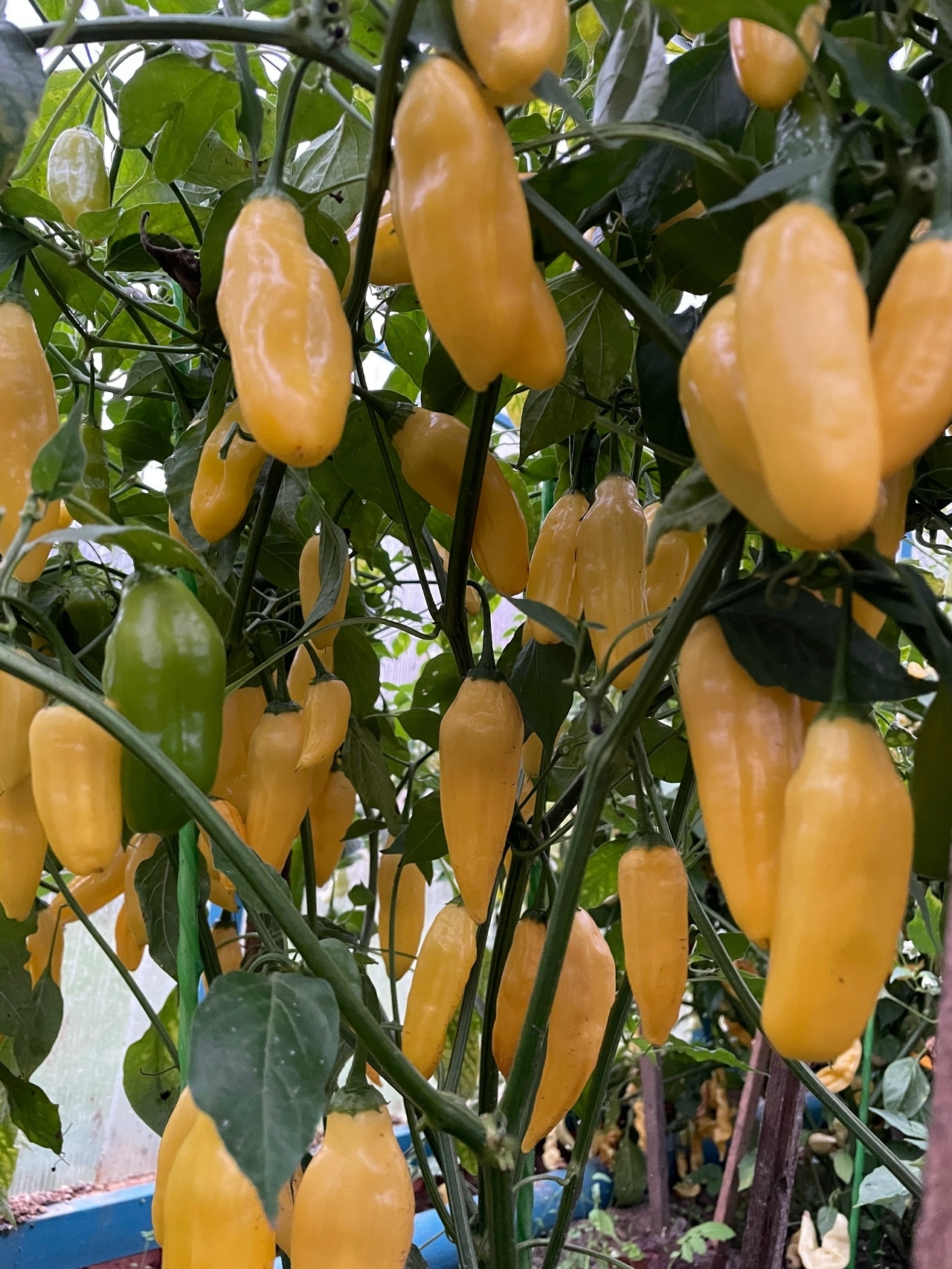 Сорт острого перца Blended Lemon - фото 3