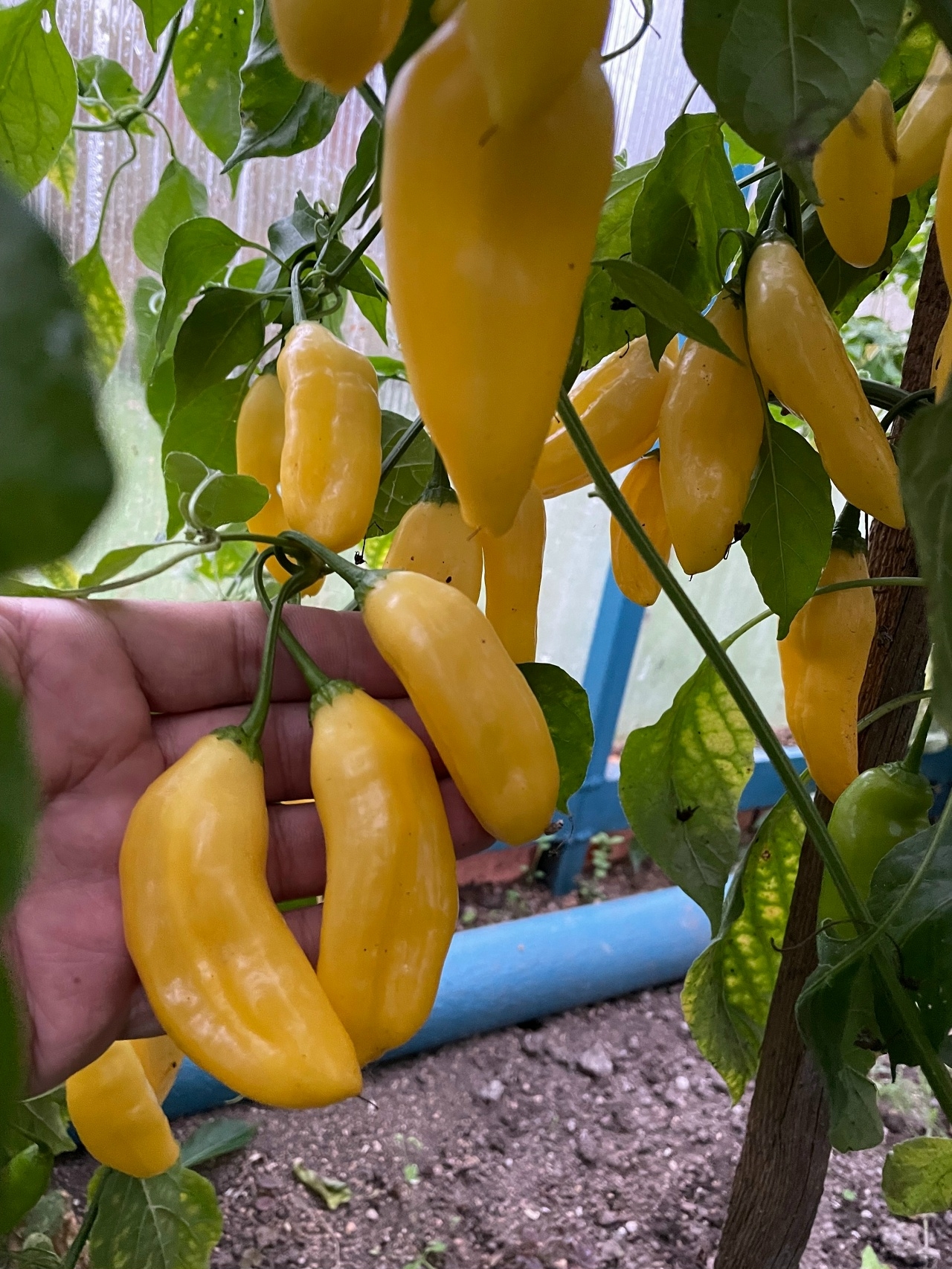 Плоды острого перца Blended Lemon - фото 4