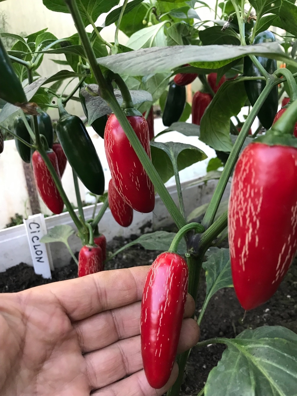 Выращивание острого перца Jalapeno Ciclon - фото 2