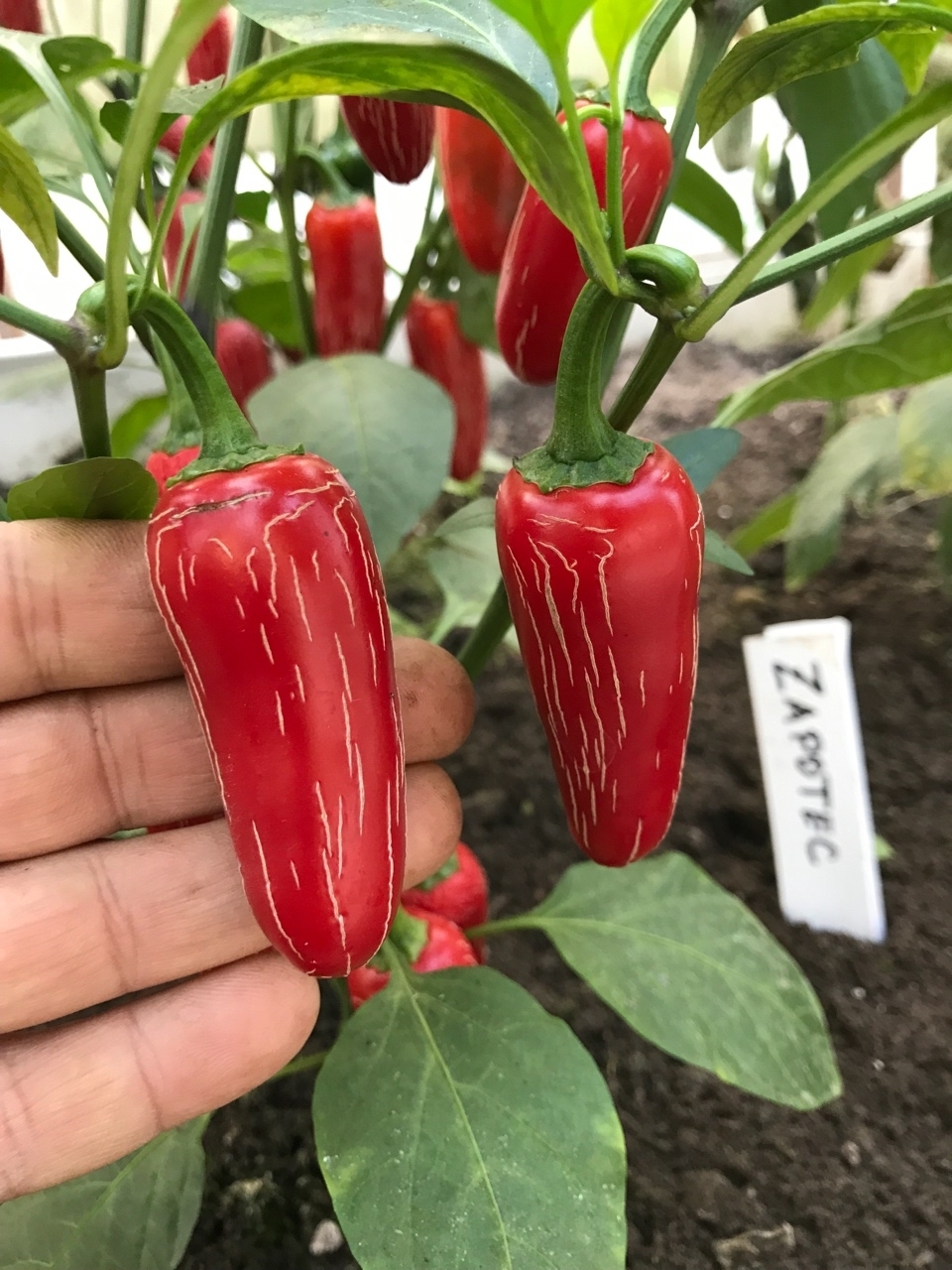 Выращивание острого перца Jalapeno Zapotec - фото 2