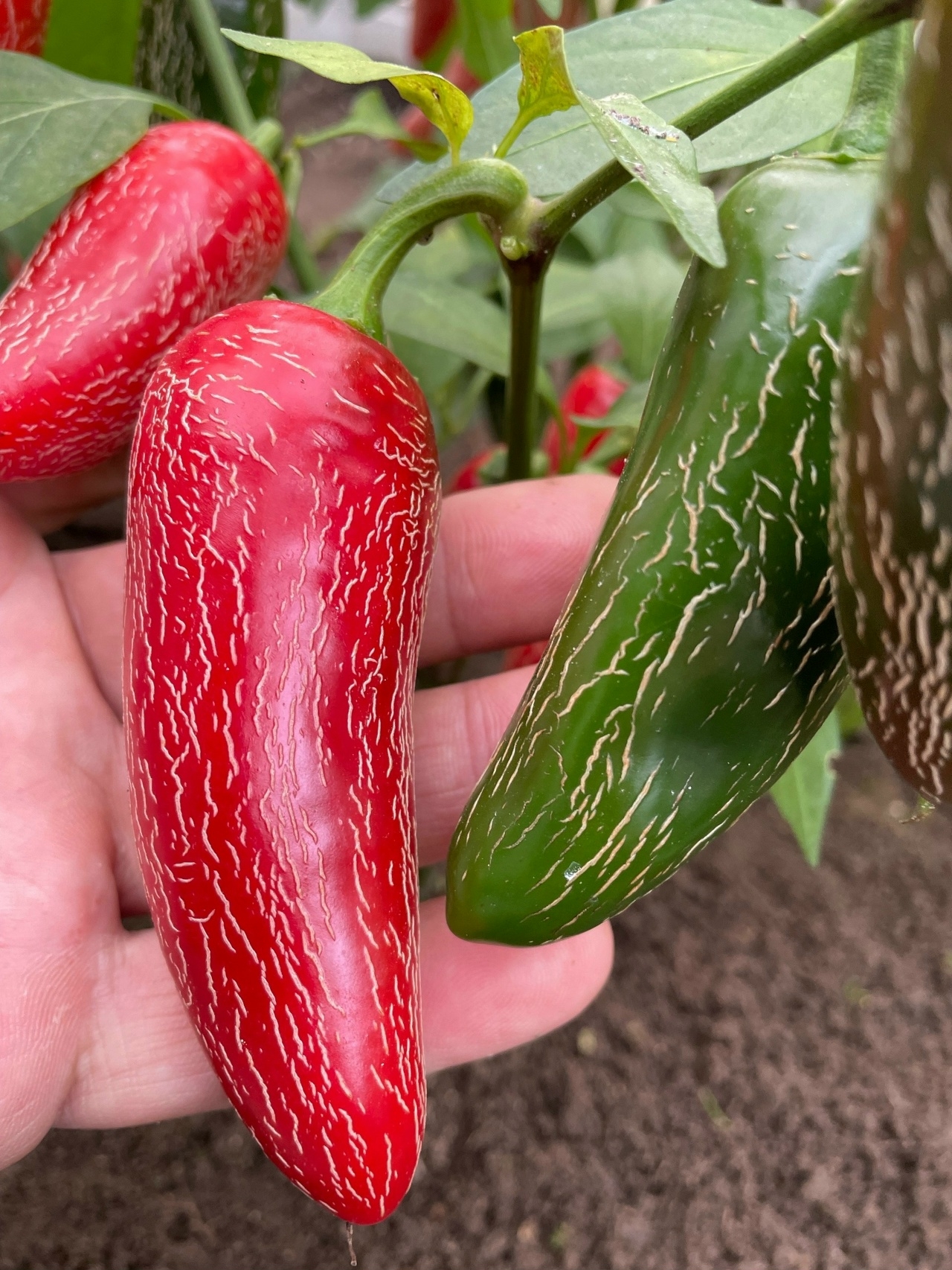 Семена острого перца Jalapeno Tajin