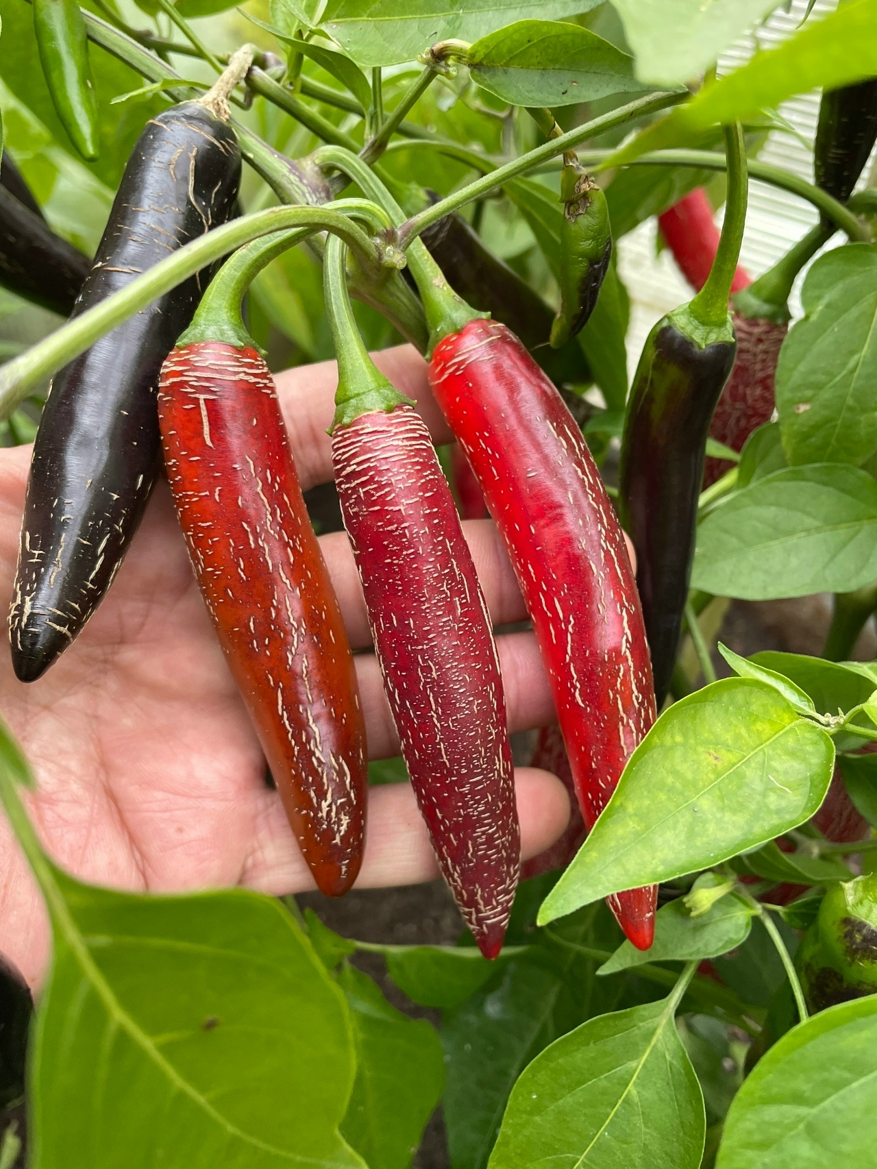 Семена острого перца Jalapeno переопыление-1