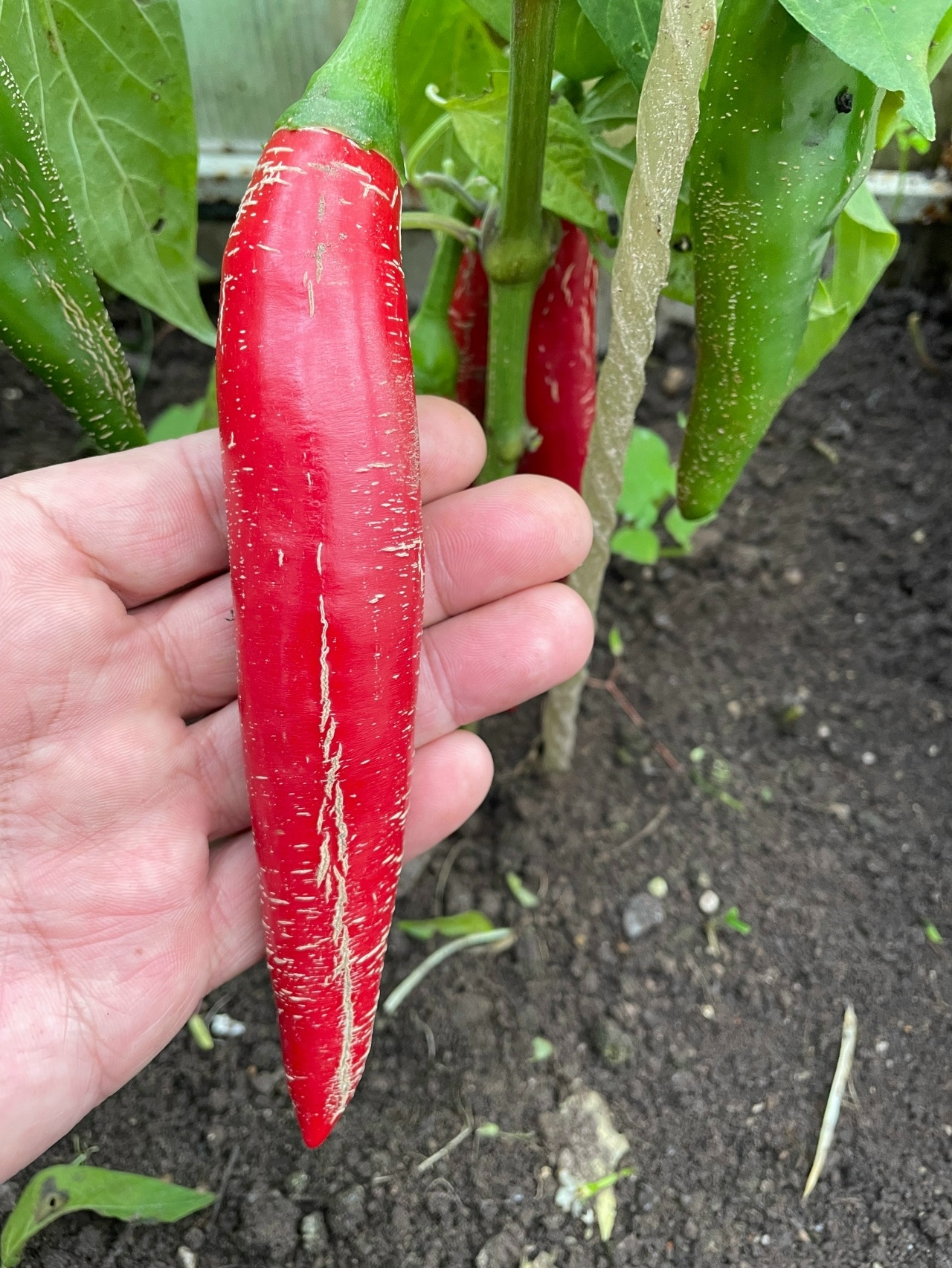 Выращивание острого перца Jalapeno переопыление-2 - фото 2