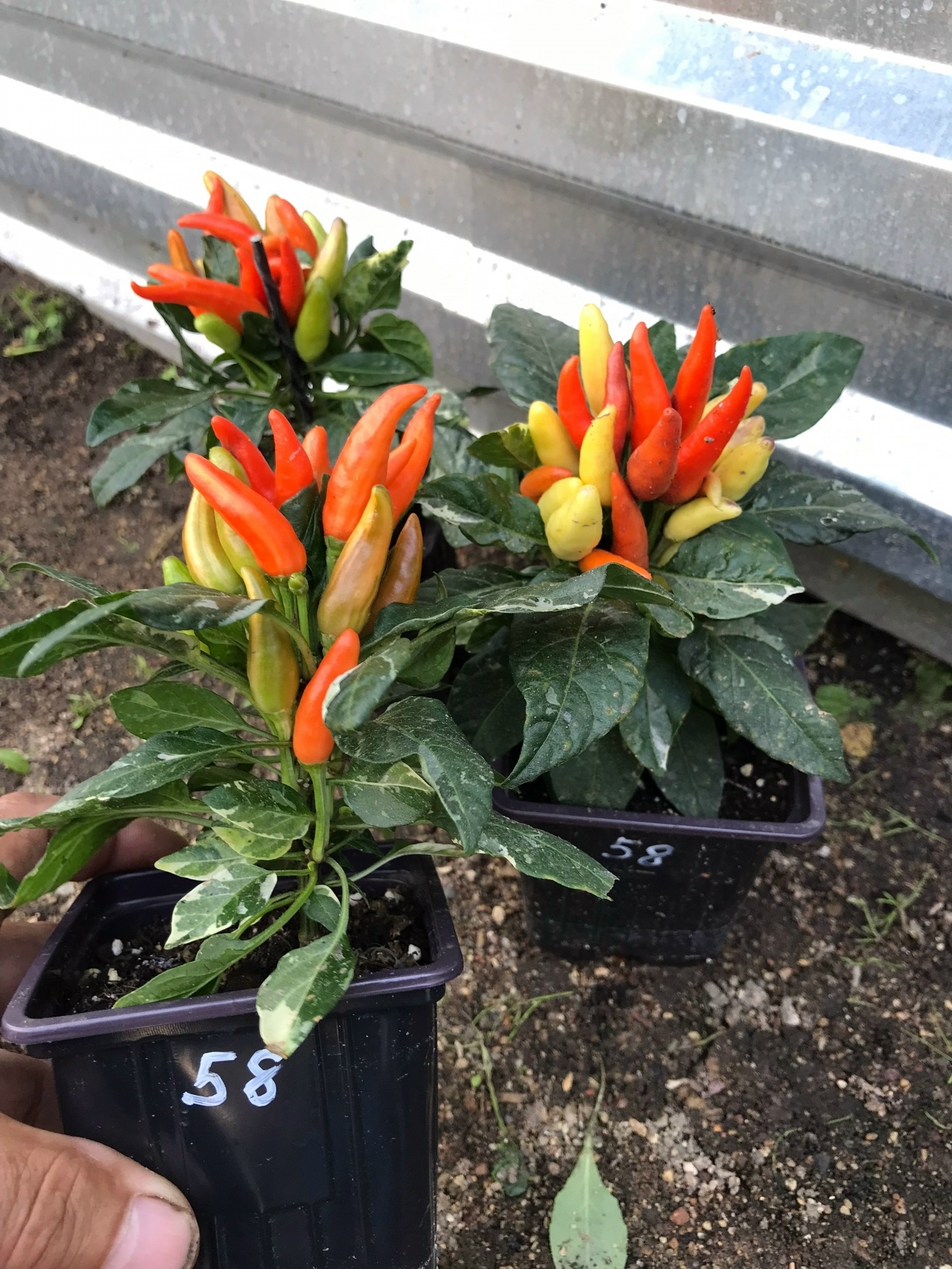 Семена острого перца Uchu Maya Passion