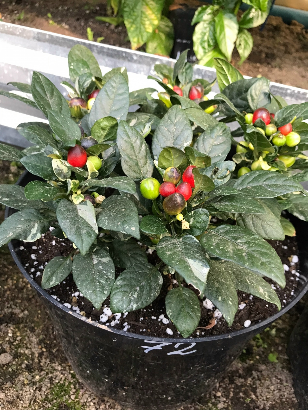 Семена острого перца Fish Fire Cracker