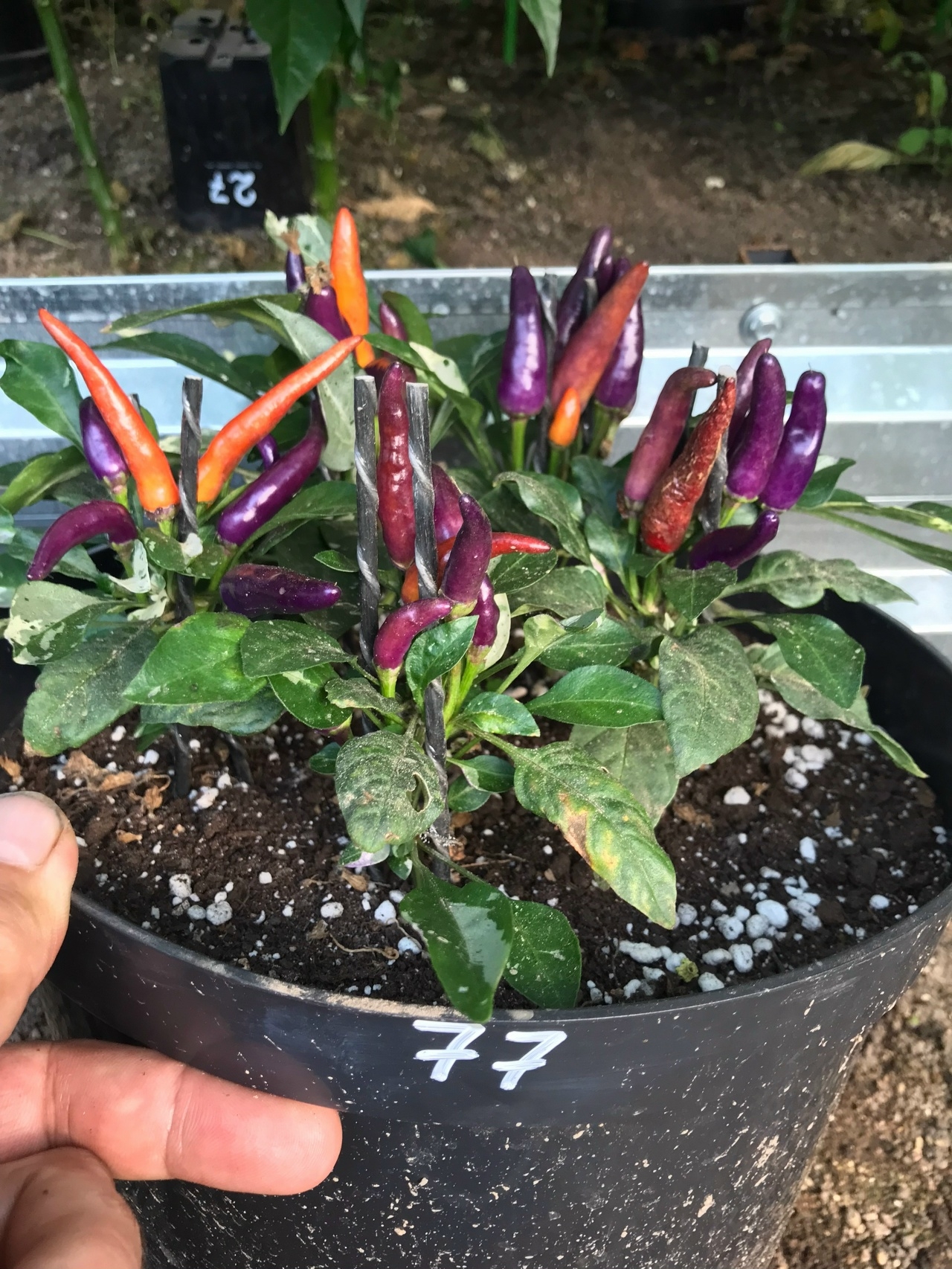 Семена острого перца Sangria x Dream catcher