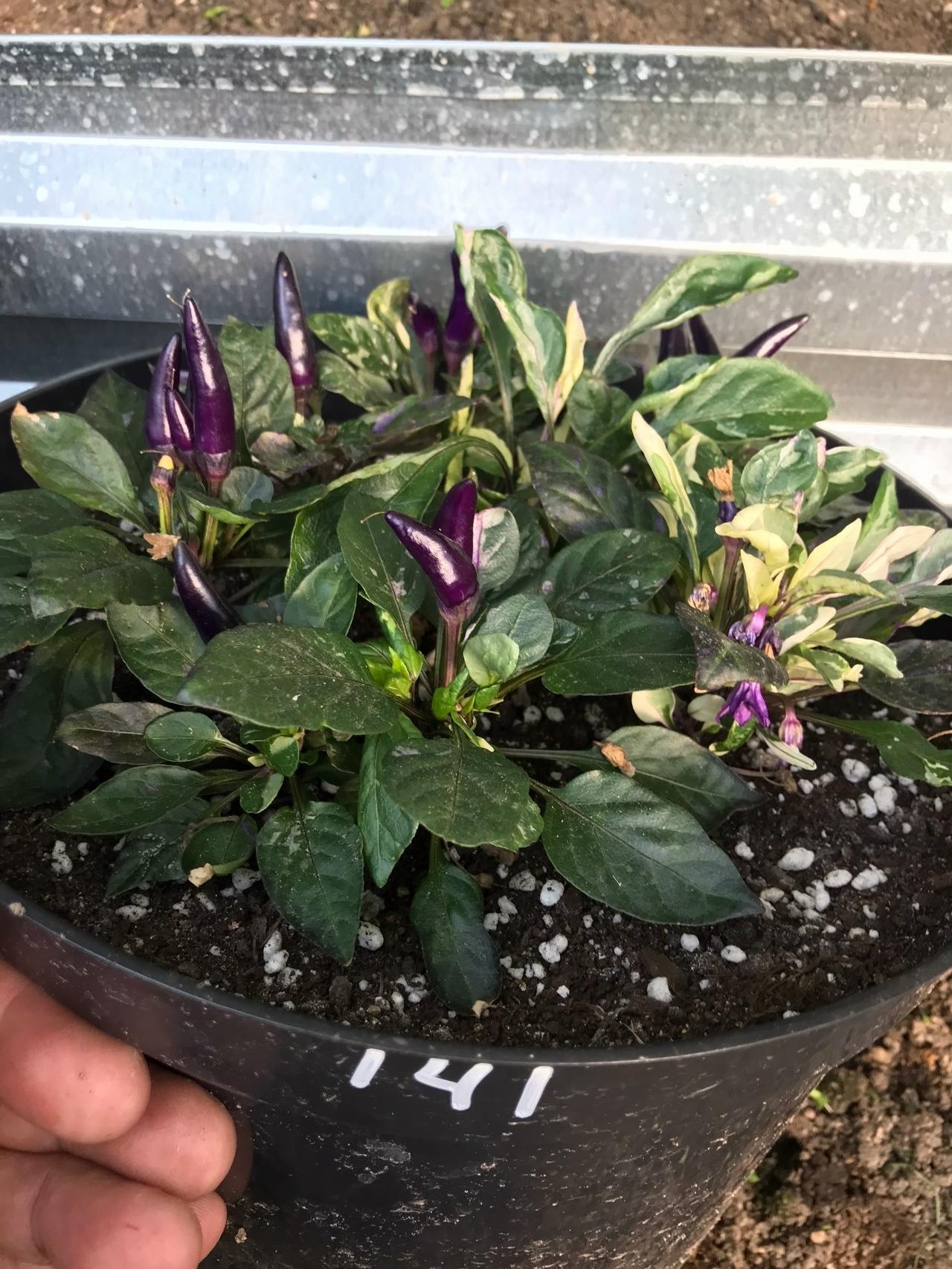 Семена острого перца Indonesian Maya Mambo