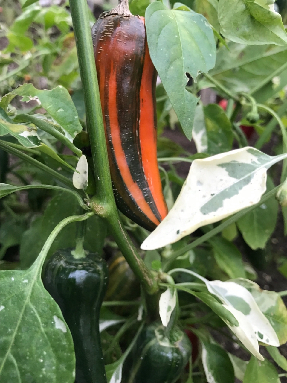 Семена острого перца Bryan's Blood