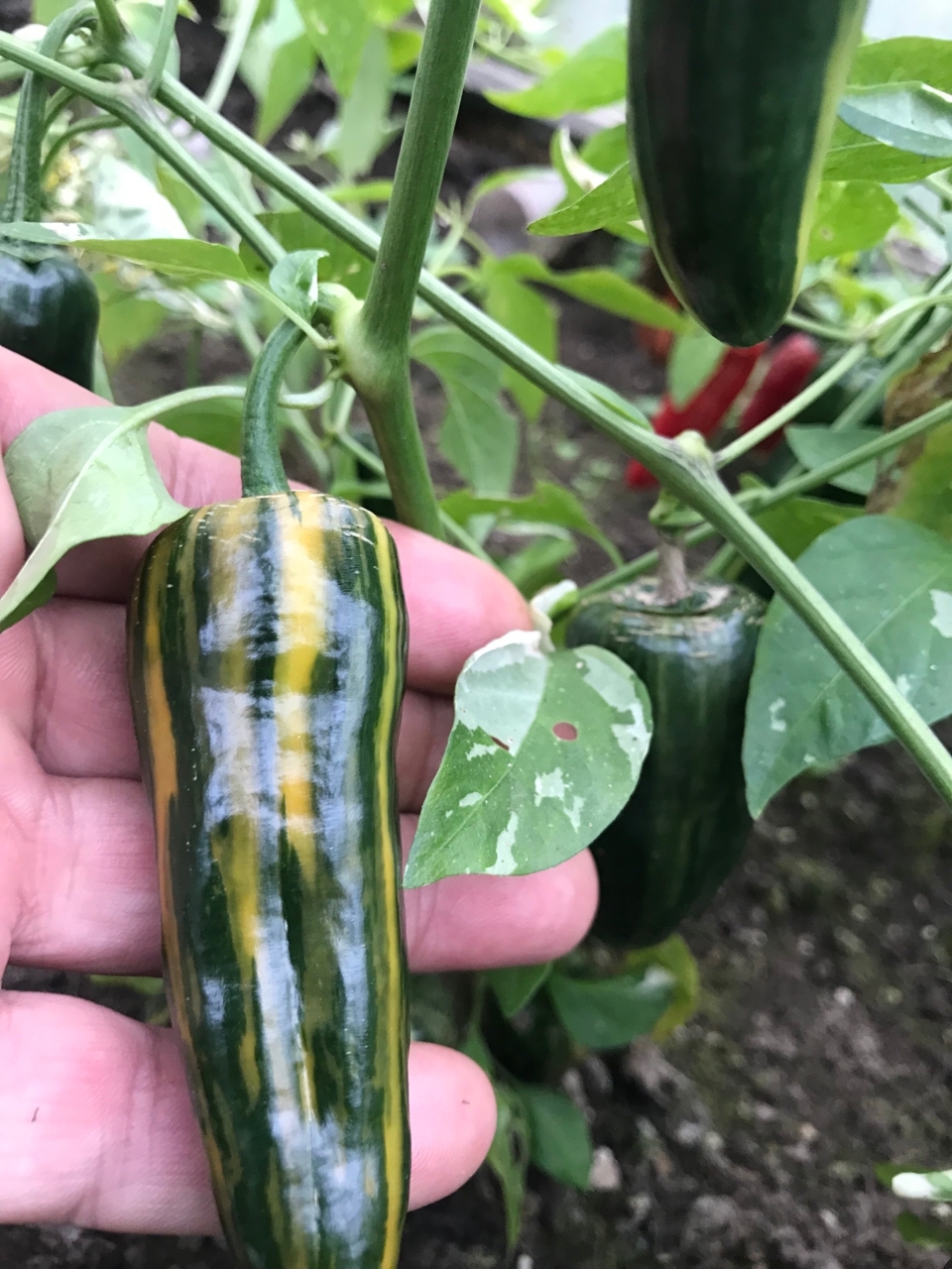 Выращивание острого перца Bryan's Blood - фото 2