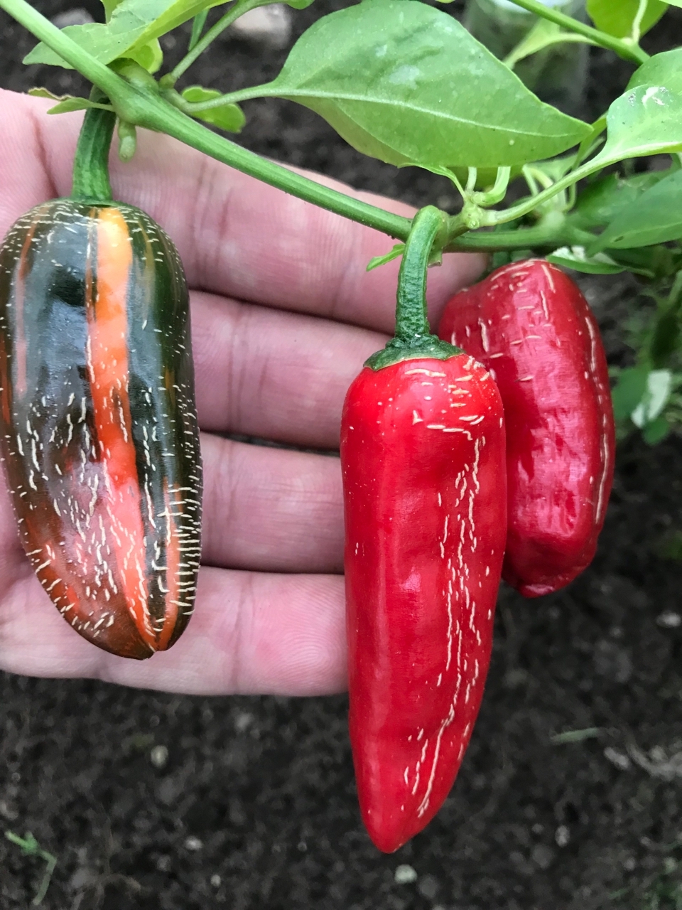 Сорт острого перца Bryan's Blood - фото 3