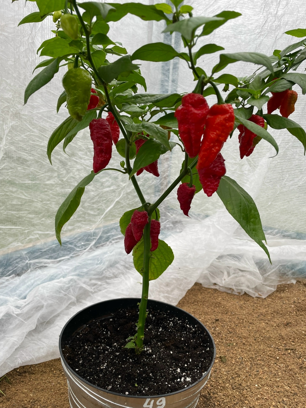 Выращивание острого перца Шершень - фото 2