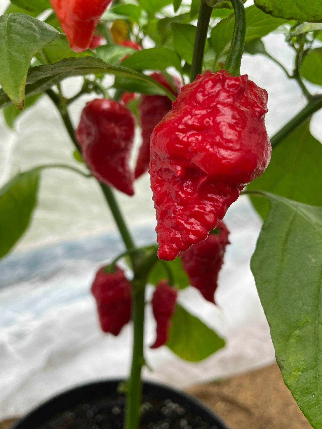 Сорт острого перца Шершень - фото 3