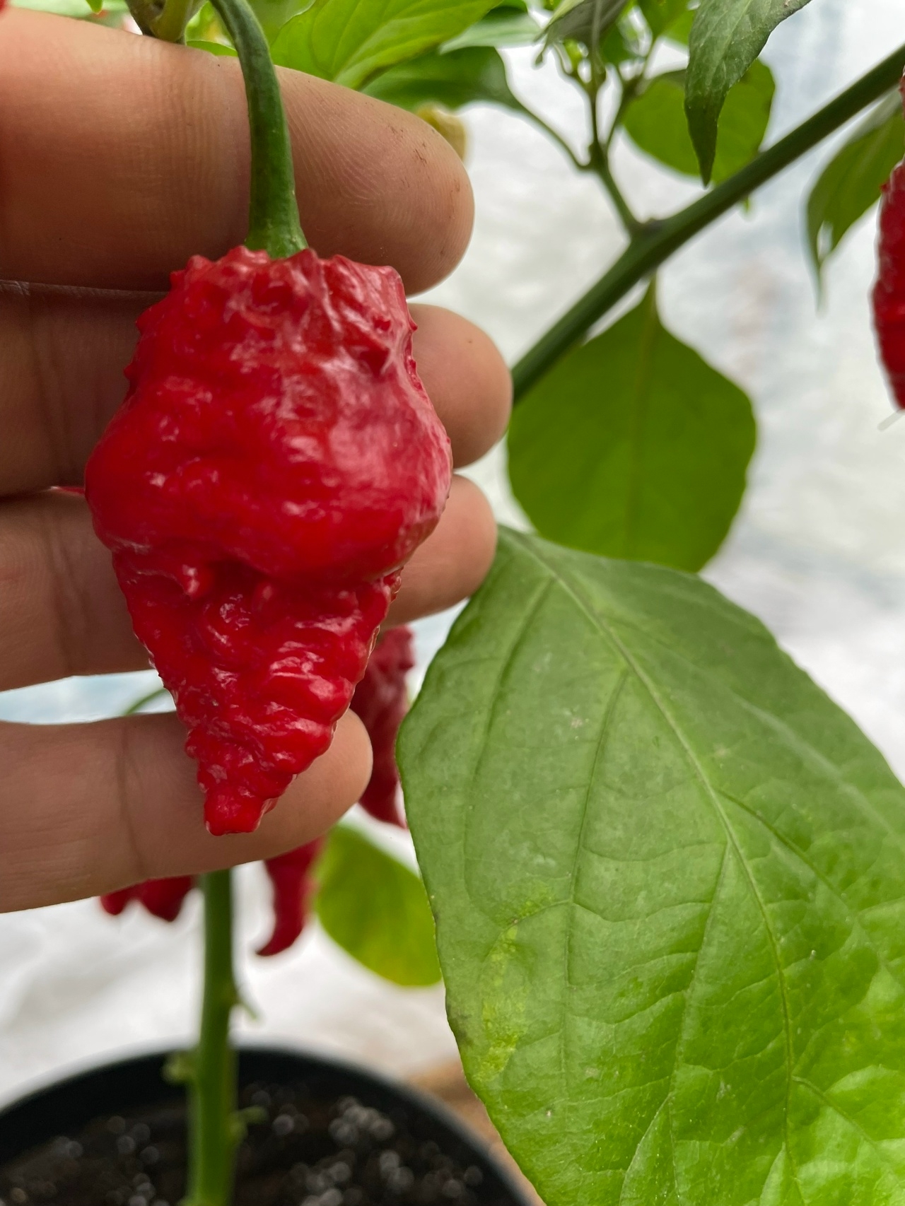 Плоды острого перца Шершень - фото 4