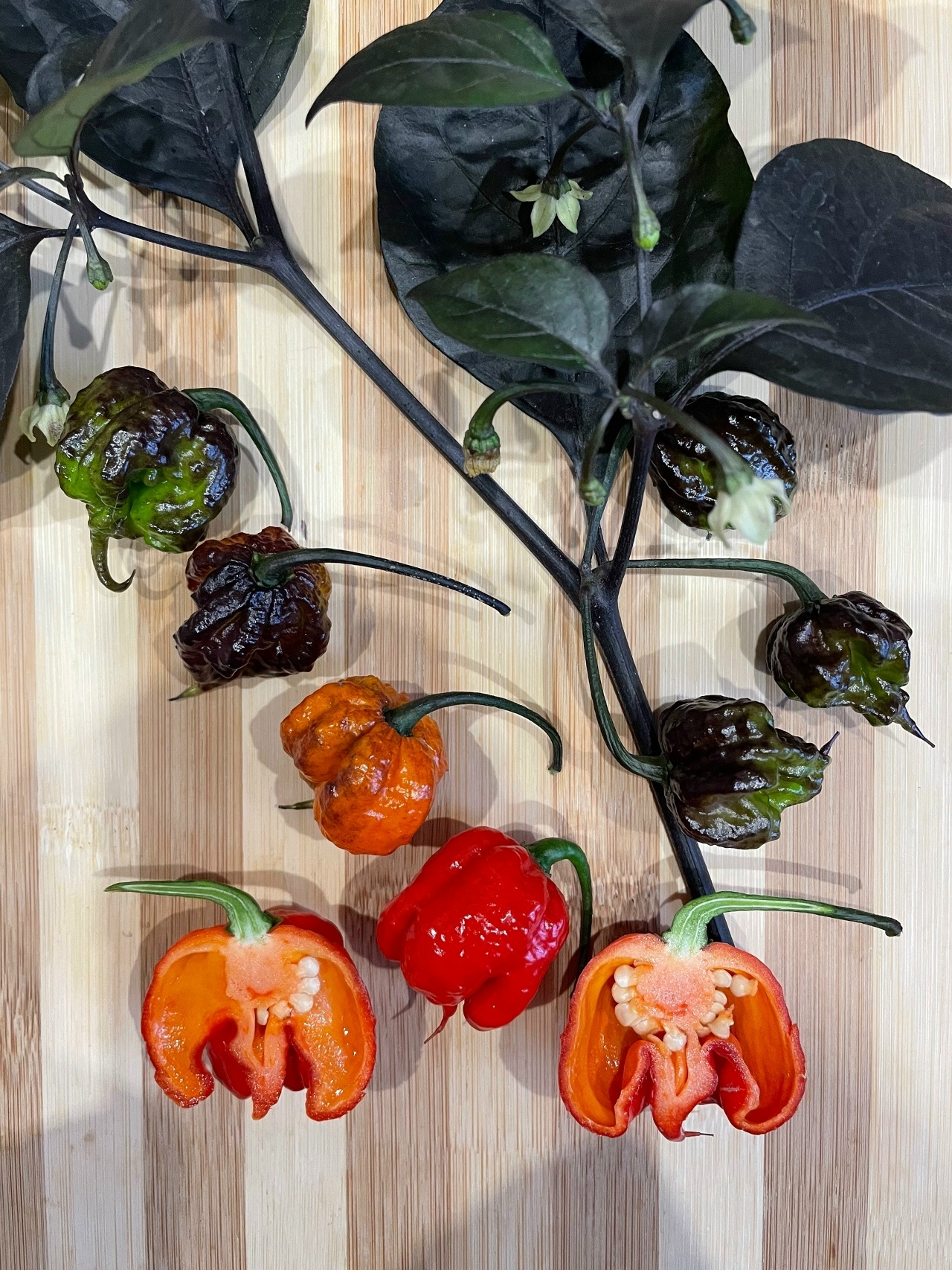 Семена острого перца Carolina Reaper Purple