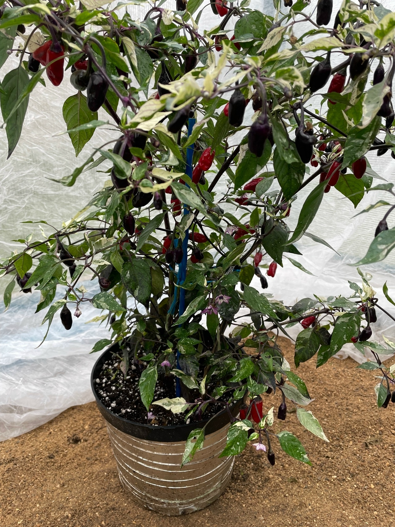 Семена острого перца RH Lilac variegated