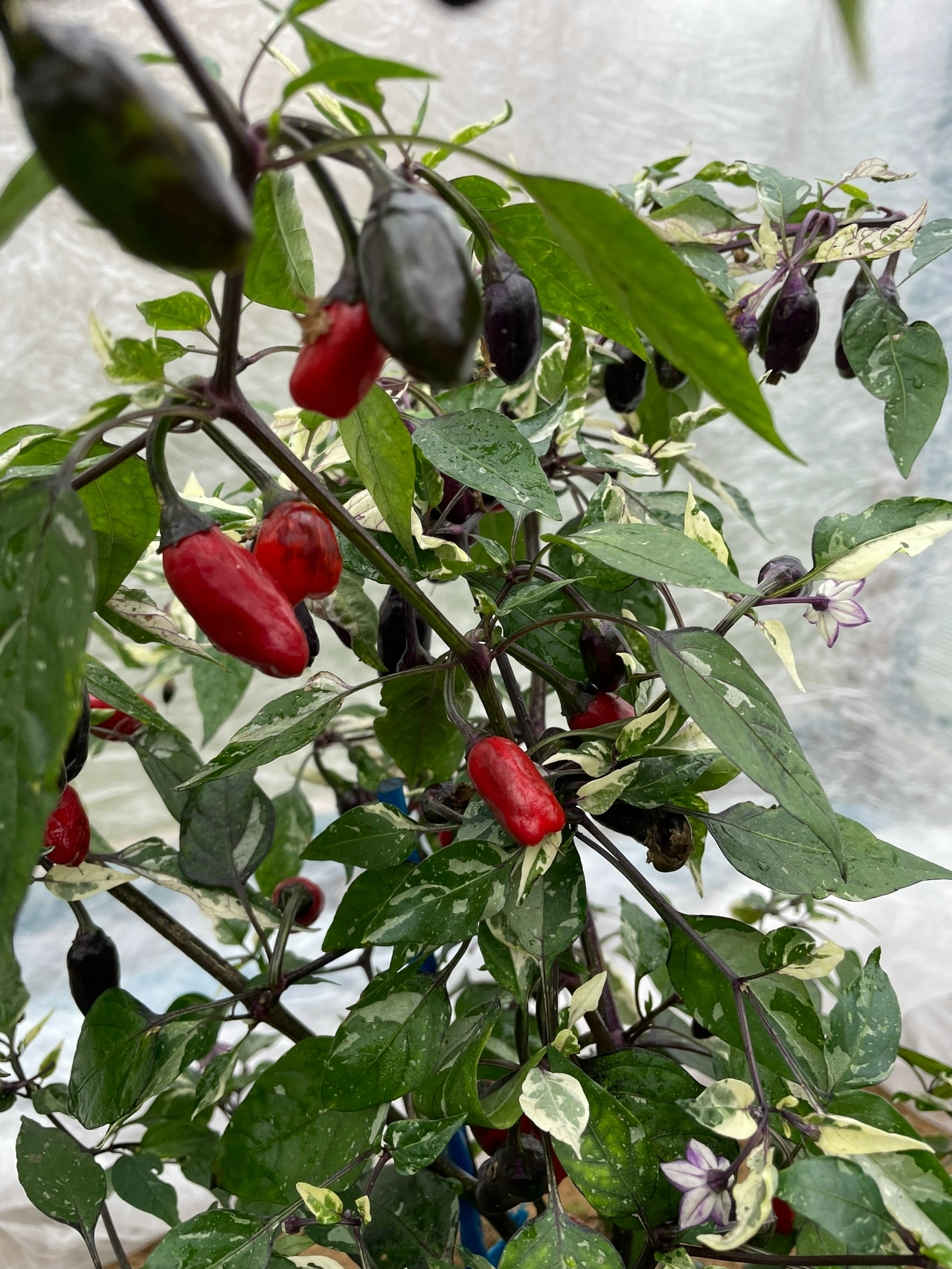 Выращивание острого перца RH Lilac variegated - фото 2