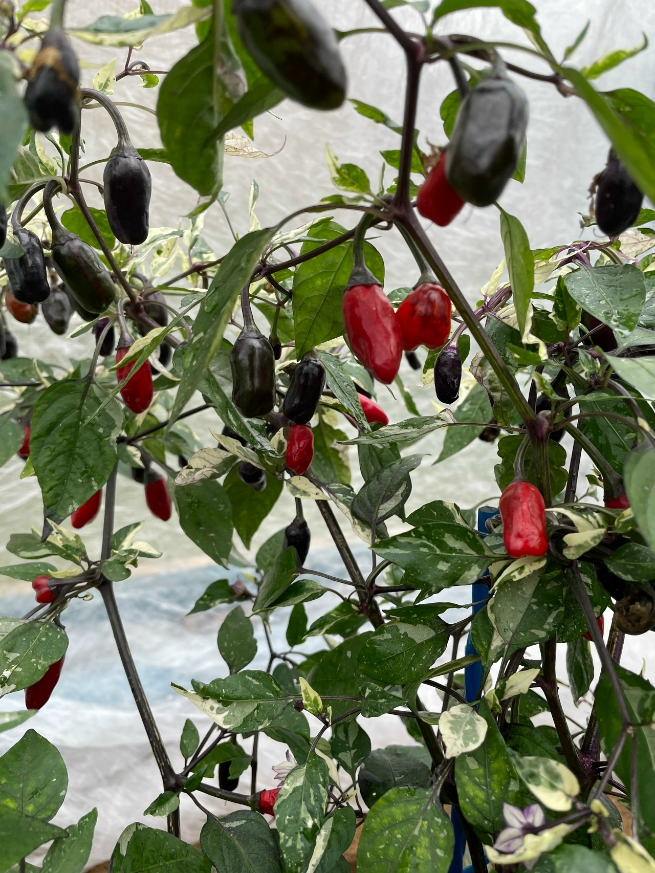 Сорт острого перца RH Lilac variegated - фото 3