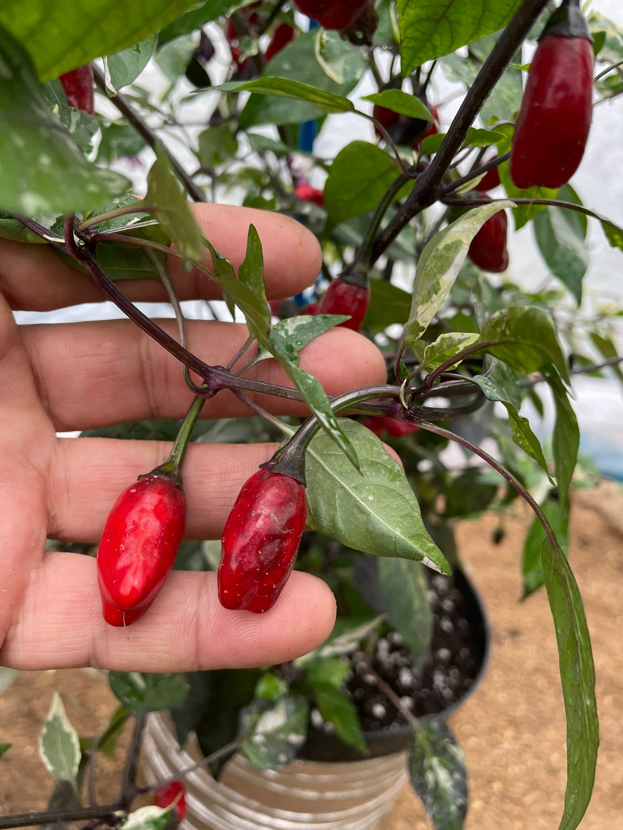 Плоды острого перца RH Lilac variegated - фото 4