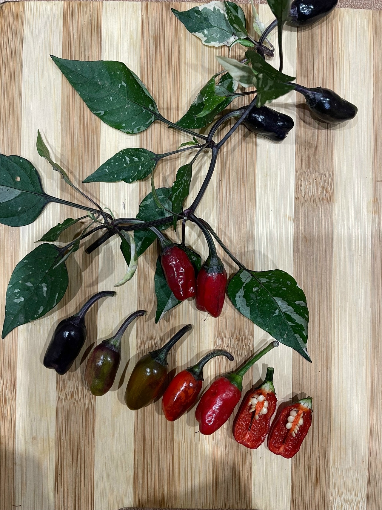 Что вырастает из семян острого перца RH Lilac variegated - фото 5