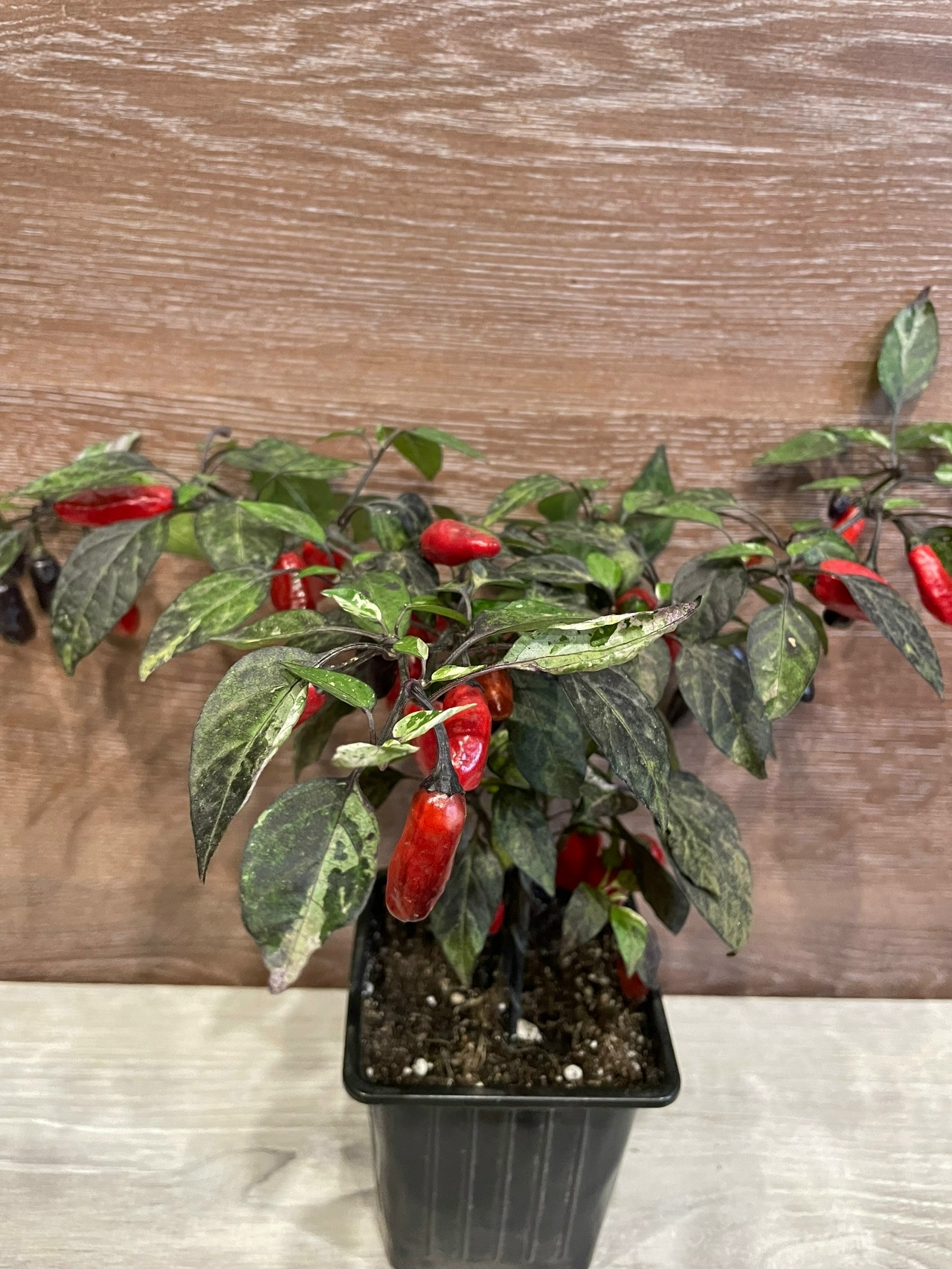 Семена острого перца Расщепление сорта Marusha variegated