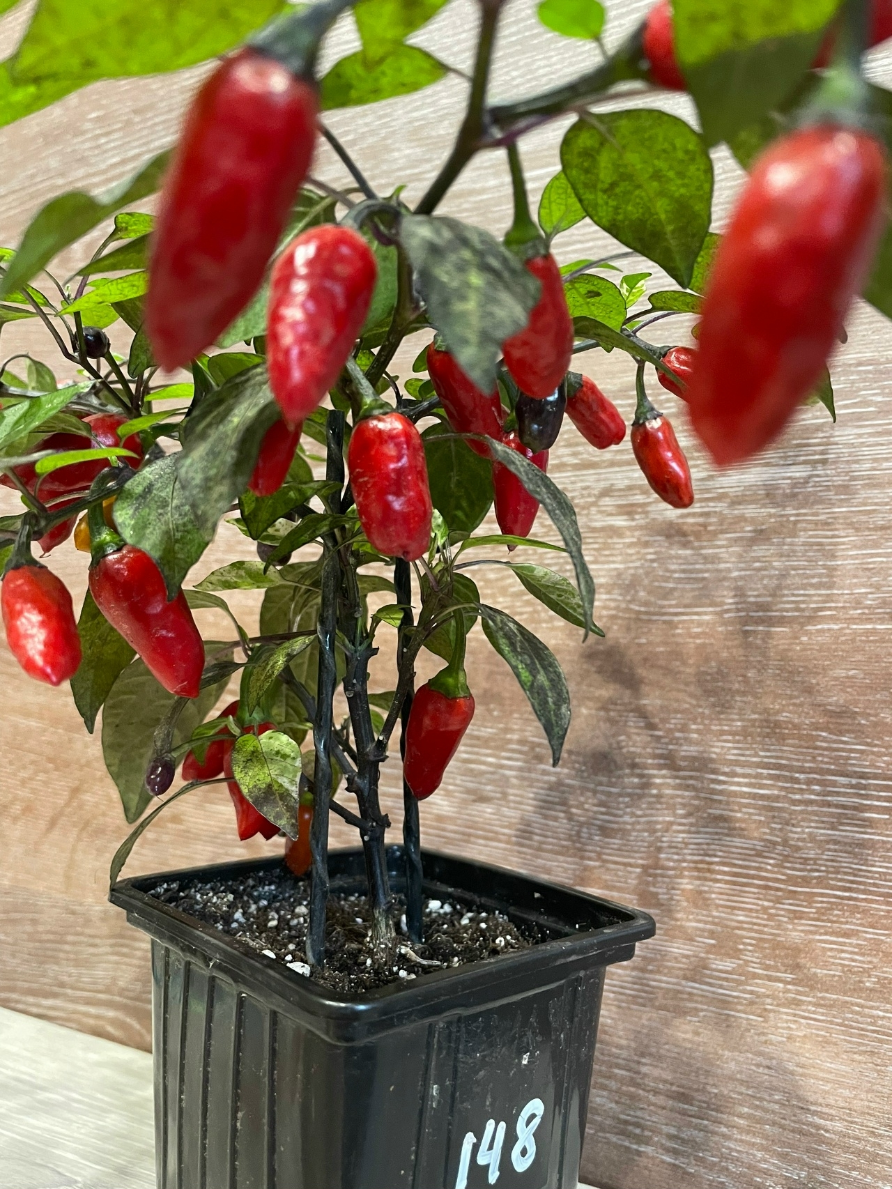 Сорт острого перца Расщепление сорта Marusha variegated - фото 3