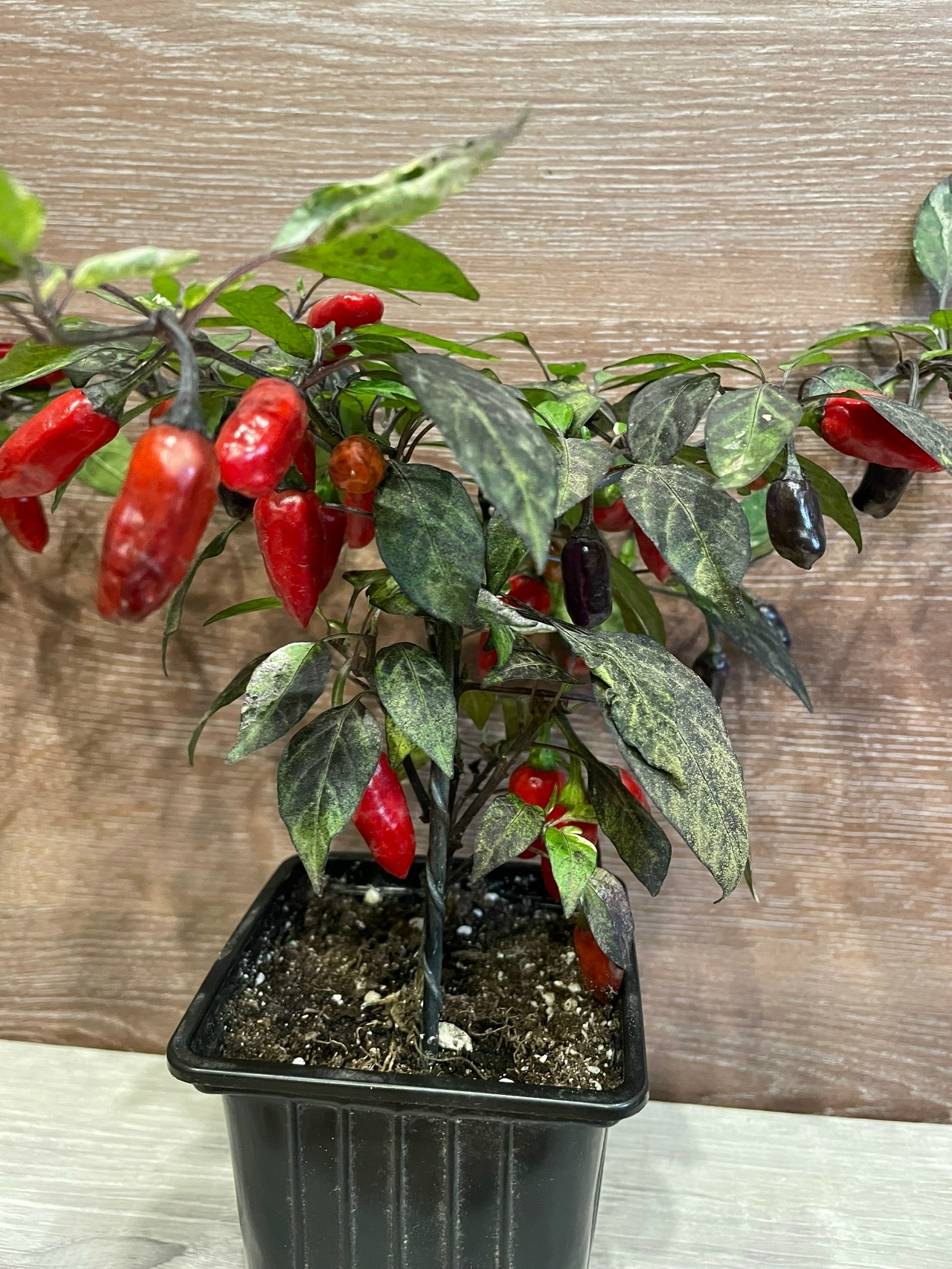 Плоды острого перца Расщепление сорта Marusha variegated - фото 4