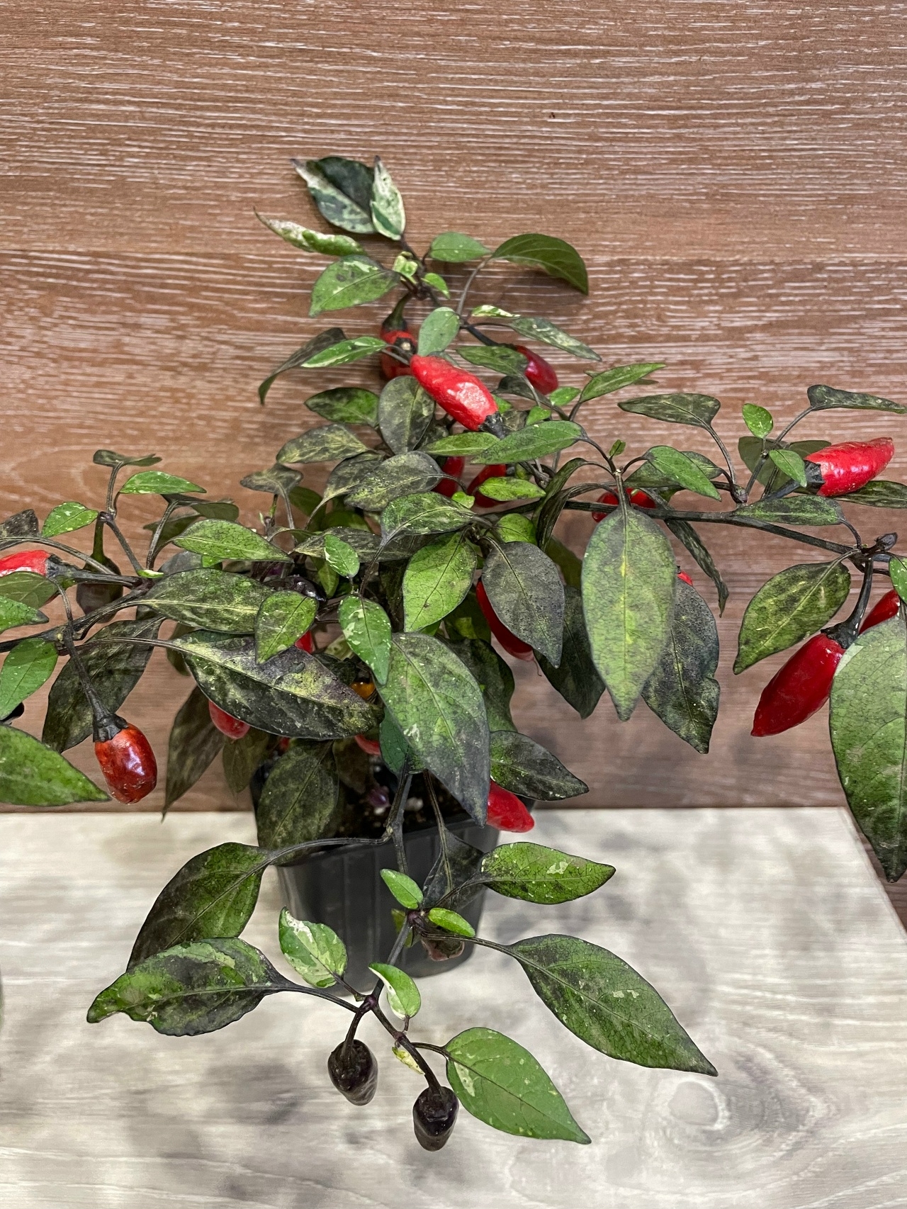 Что вырастает из семян острого перца Расщепление сорта Marusha variegated - фото 5