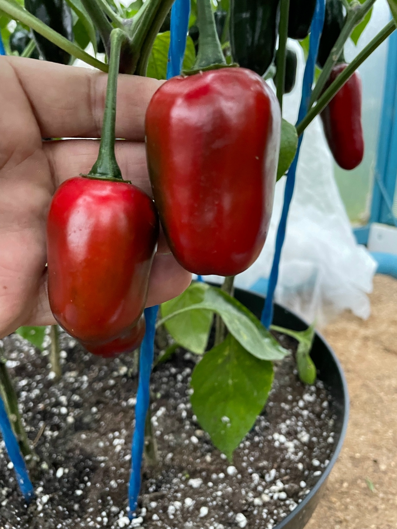 Семена острого перца Jalapeno Black Magic