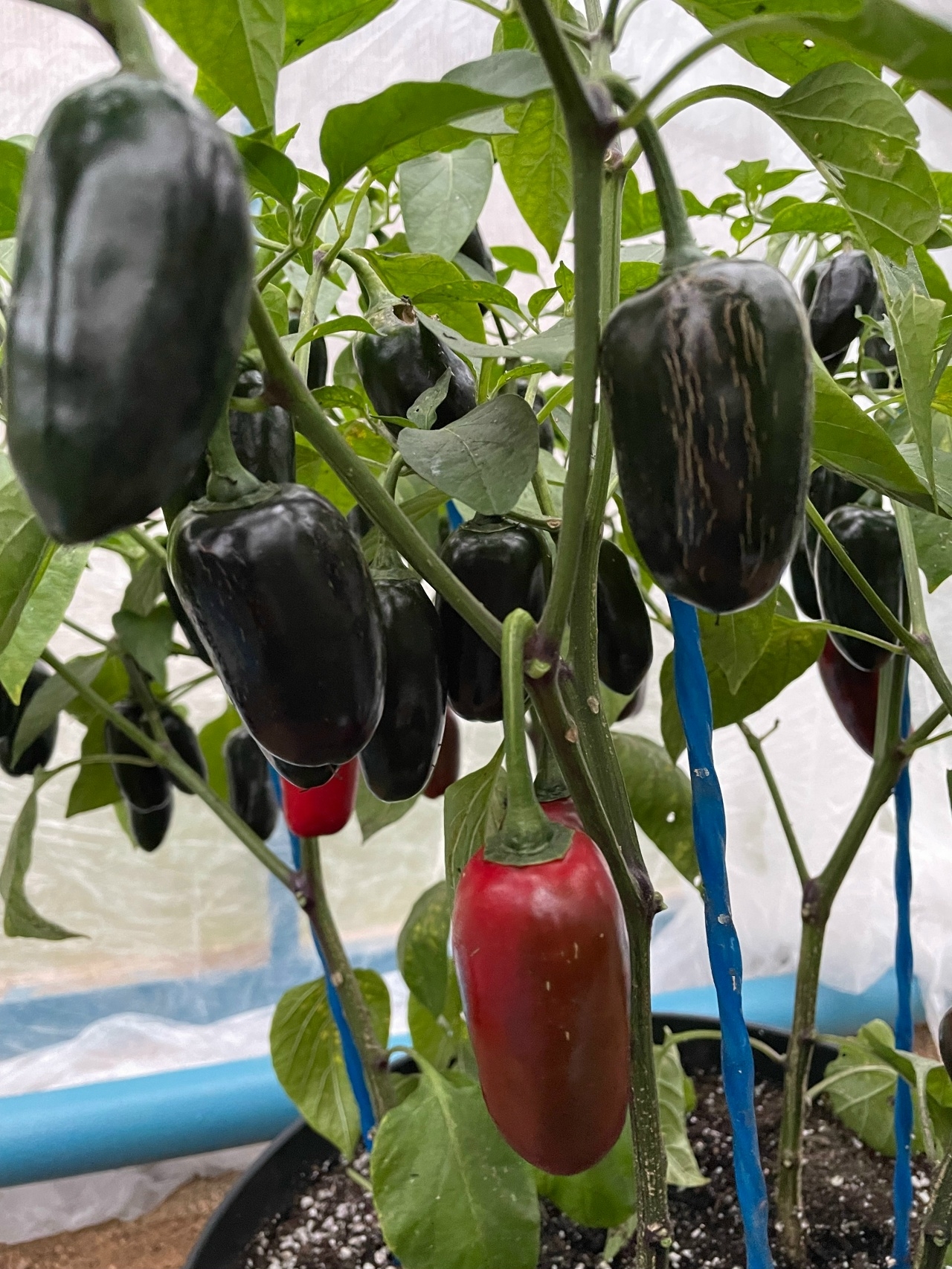 Выращивание острого перца Jalapeno Black Magic - фото 2