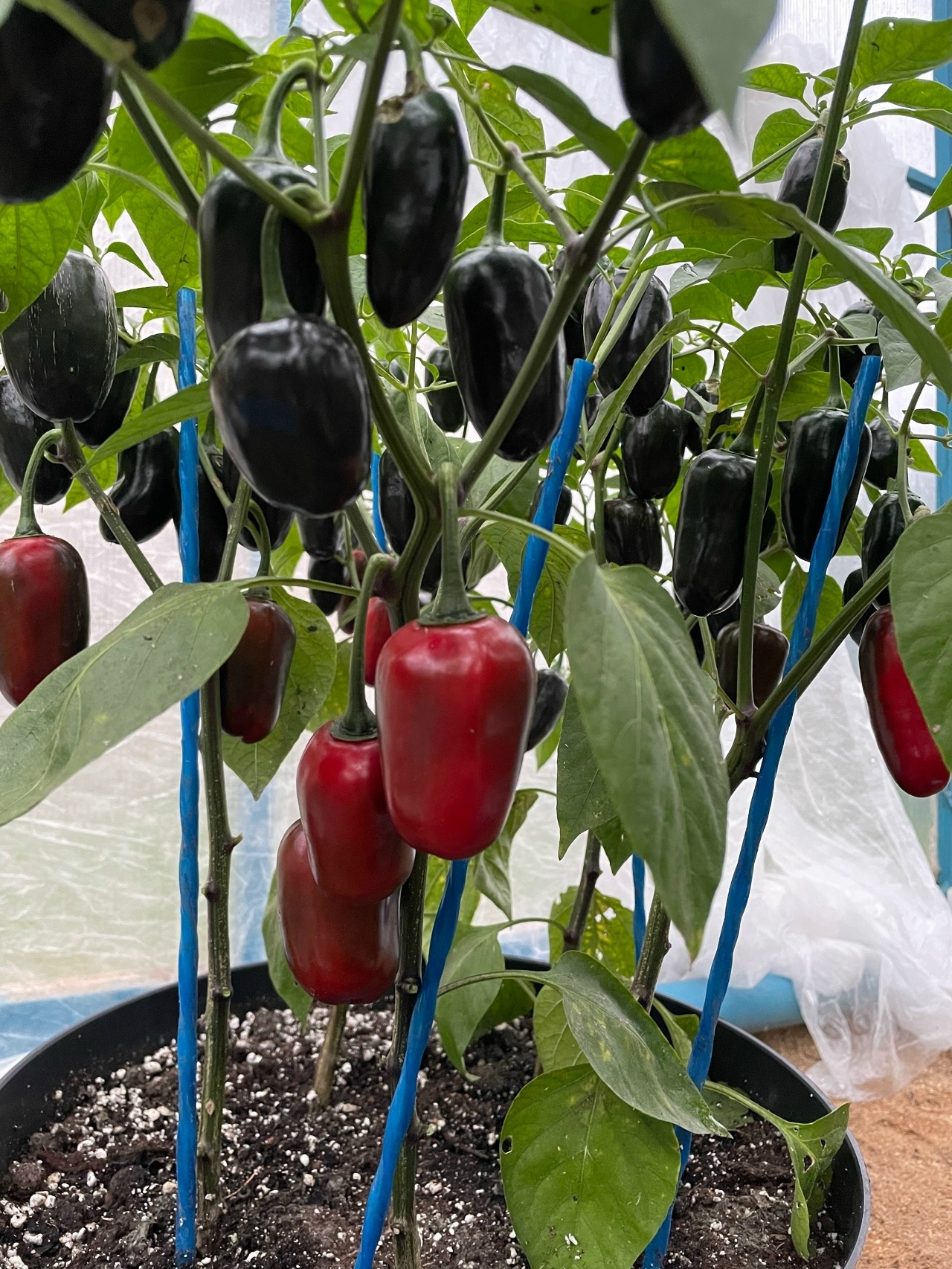 Сорт острого перца Jalapeno Black Magic - фото 3